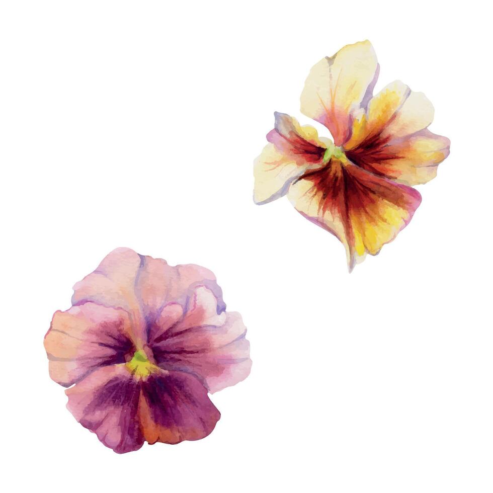 Hand drawn watercolor illustration shabby boho botanical flowers. Colorful pansy viola impatiens panola, Single object isolated on white background. Design wedding, love cards, shop, bride bouquet vector