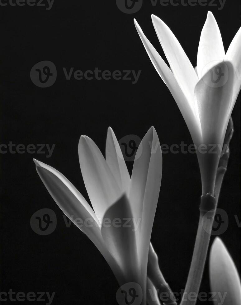 AI generated Plants that bloom at night photo