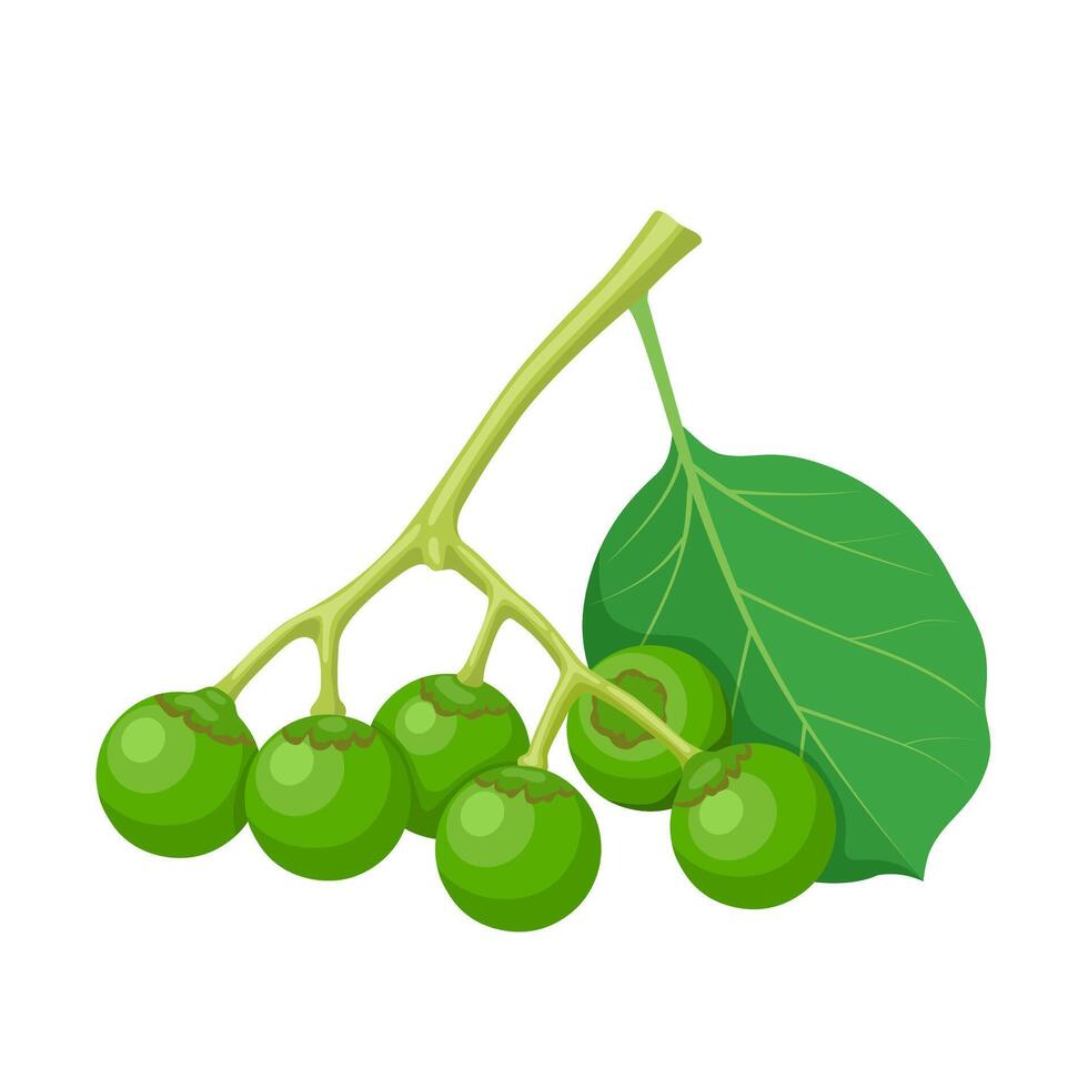 vector ilustración, gomita Fruta o cordia mixa, en India llamado gunda o lasoda, aislado en blanco antecedentes.
