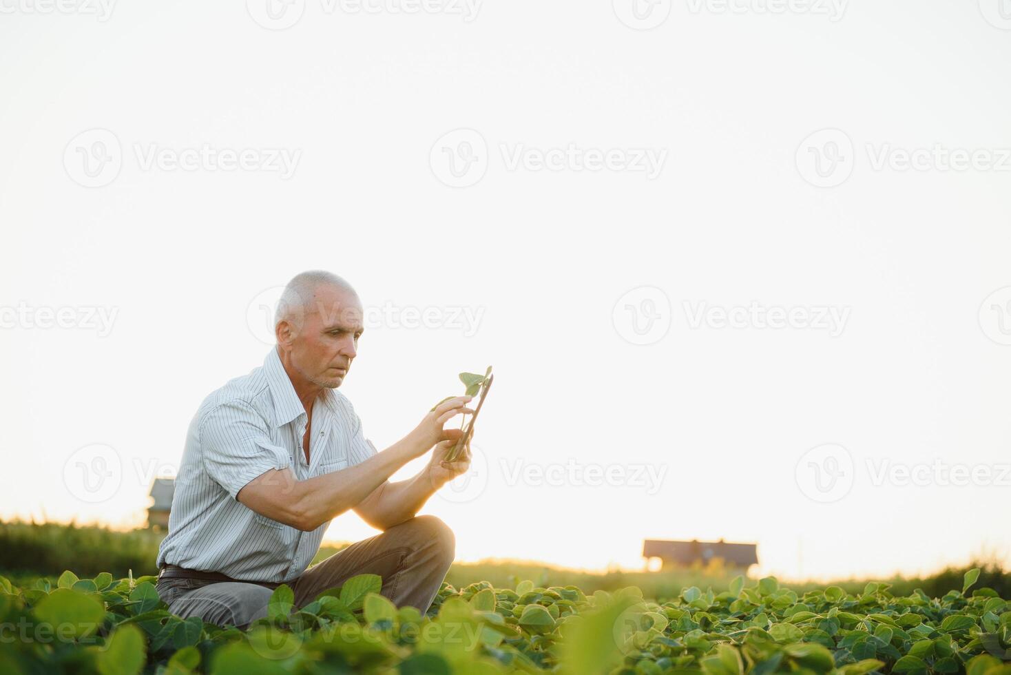 farmer in filed holding tablet in his hands and examining soybean corp. photo