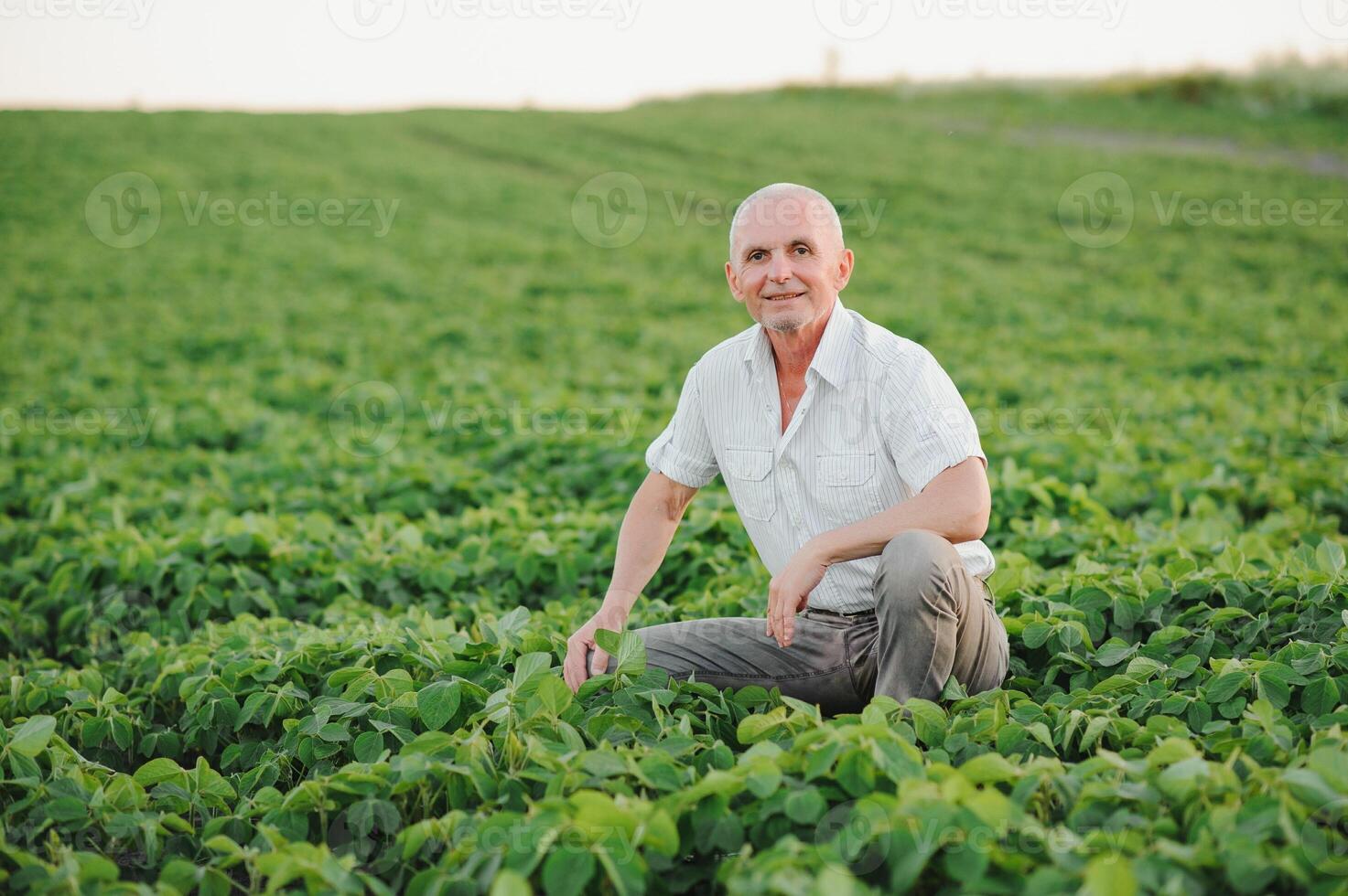 farmer in filed holding tablet in his hands and examining soybean corp. photo
