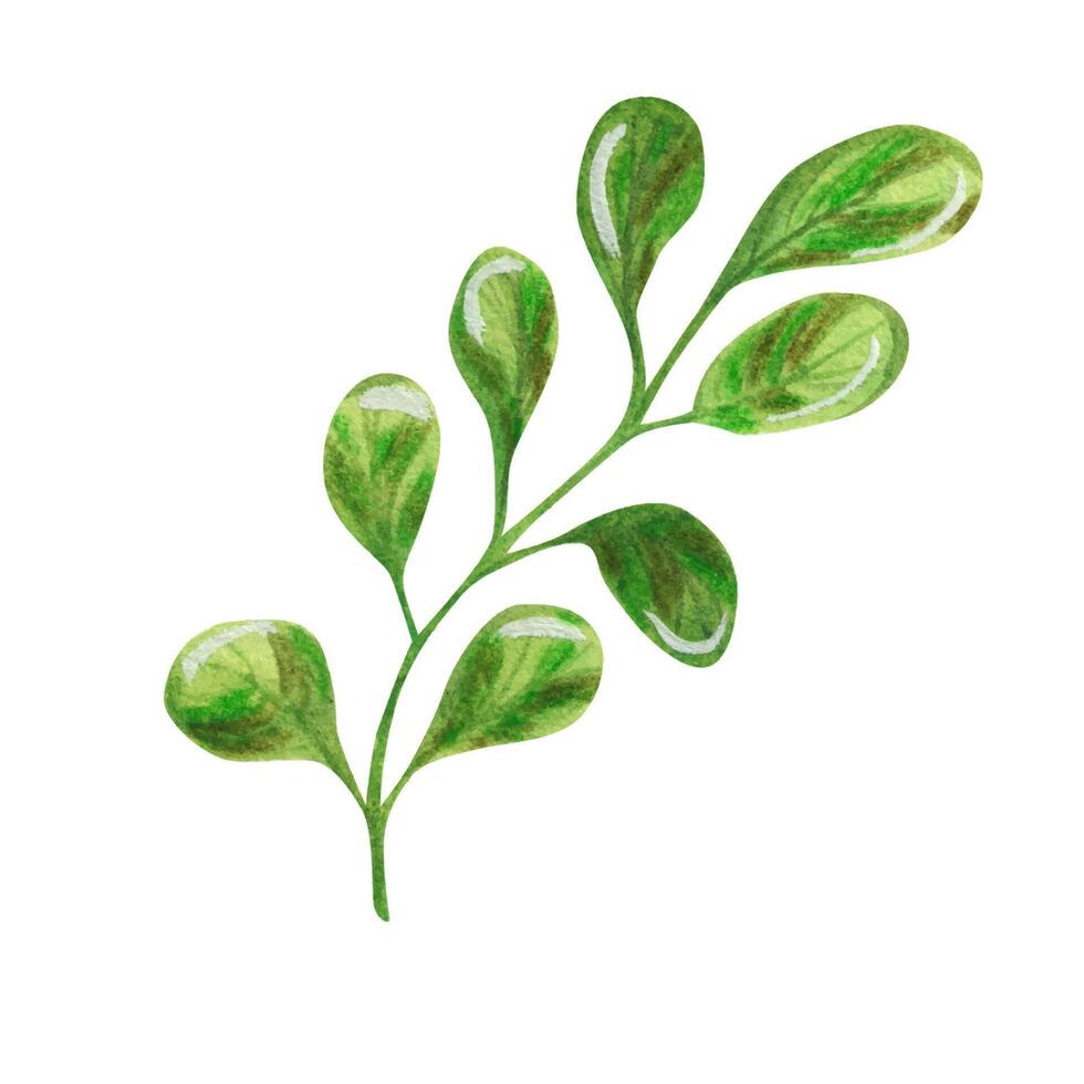 Green twig with leaves. Hand drawn watercolor illustration, vector