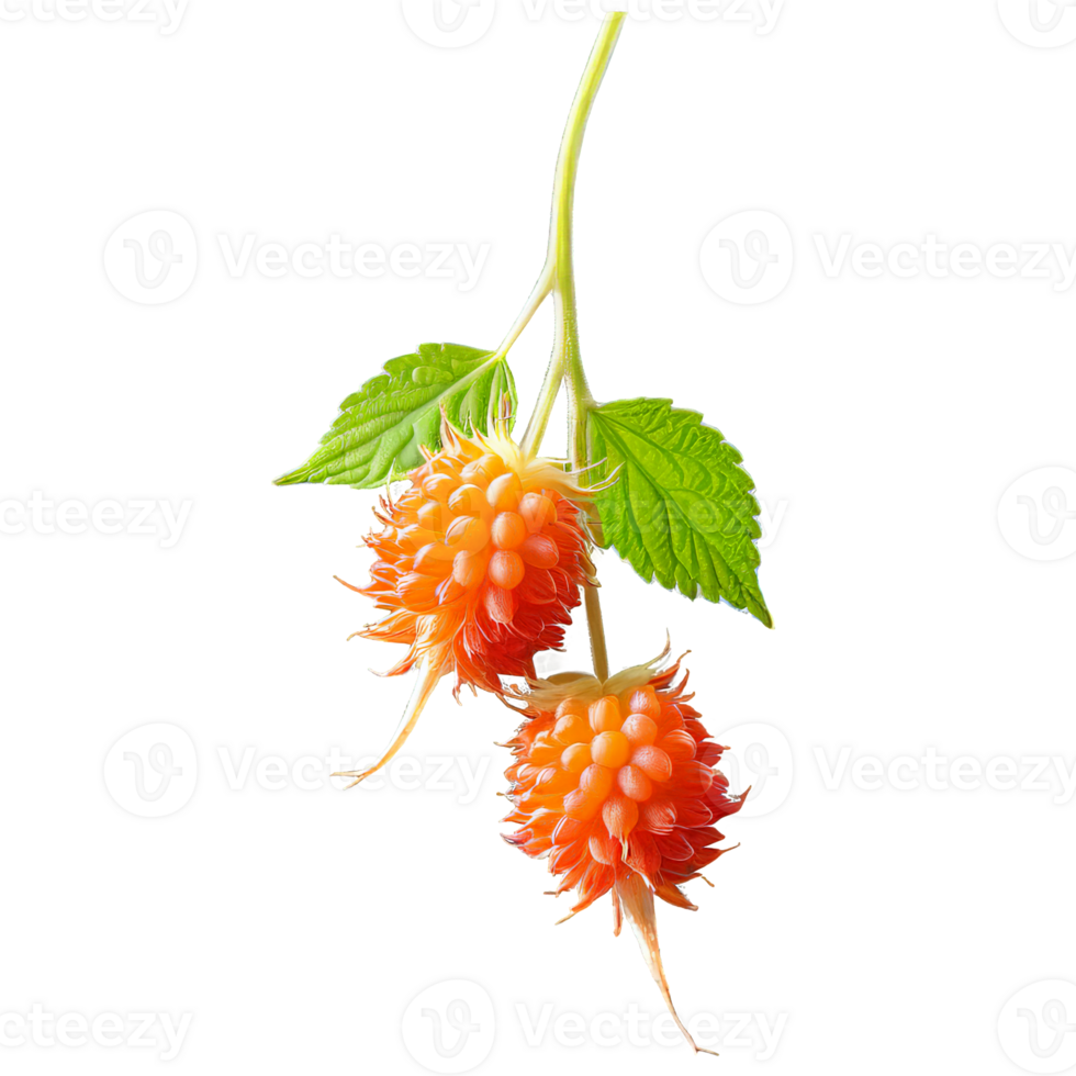 AI Generated Salmonberry A vibrant array of fresh salmonberries, isolated on transparent background png