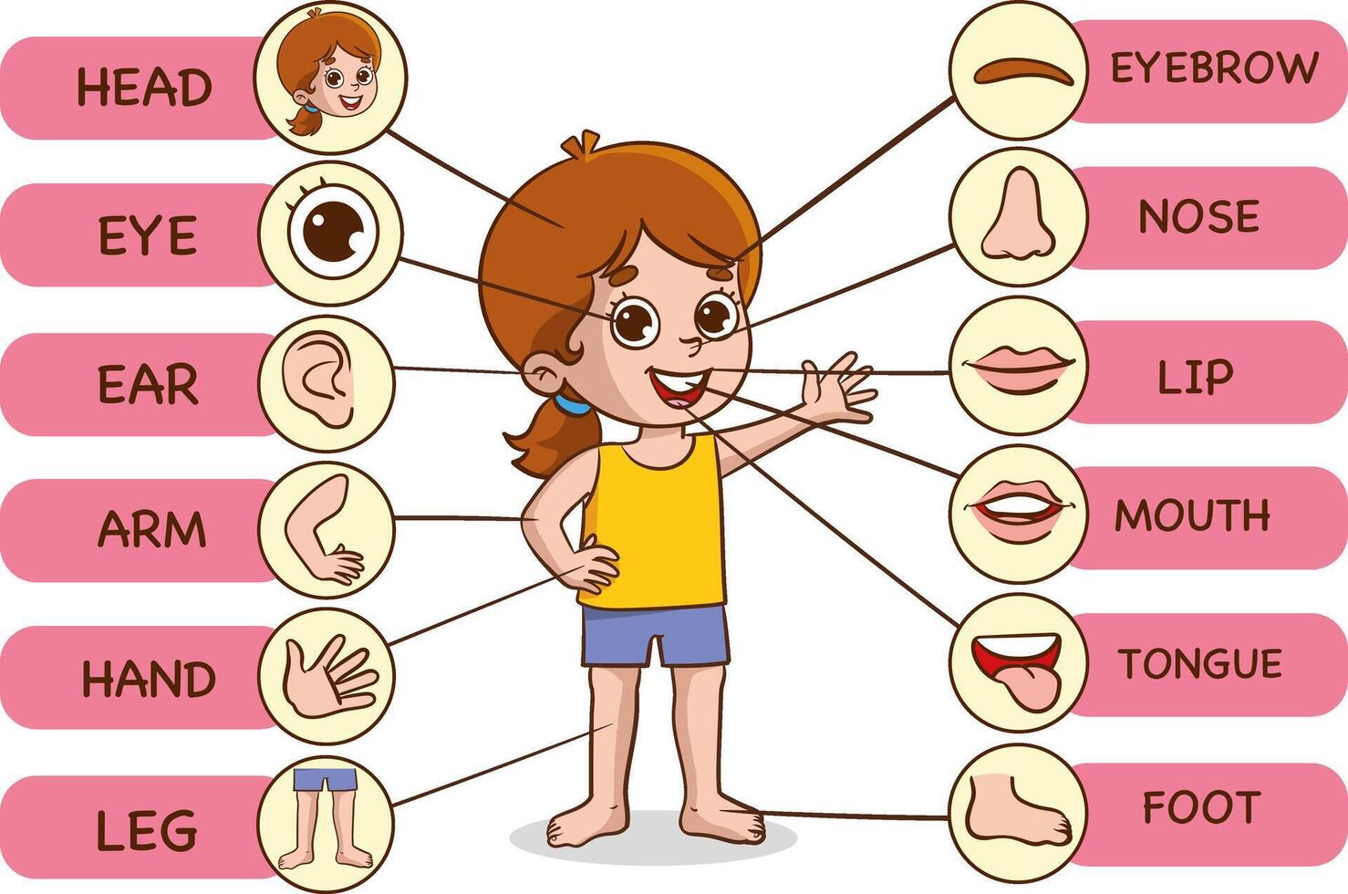 Vector Illustration of Human Body.Preschool education poster with young boy anatomy