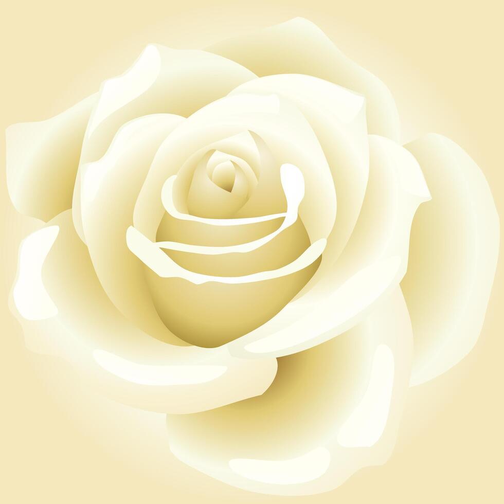 Vibrant White rose vector illustration on Rose Background for valentine day podium in white rose background vector