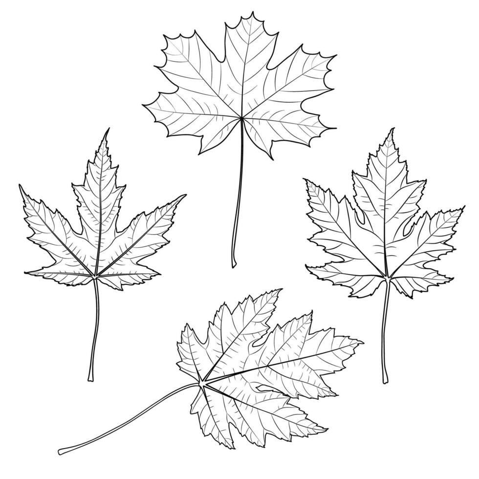 Maple Tree Outline Leaves vector