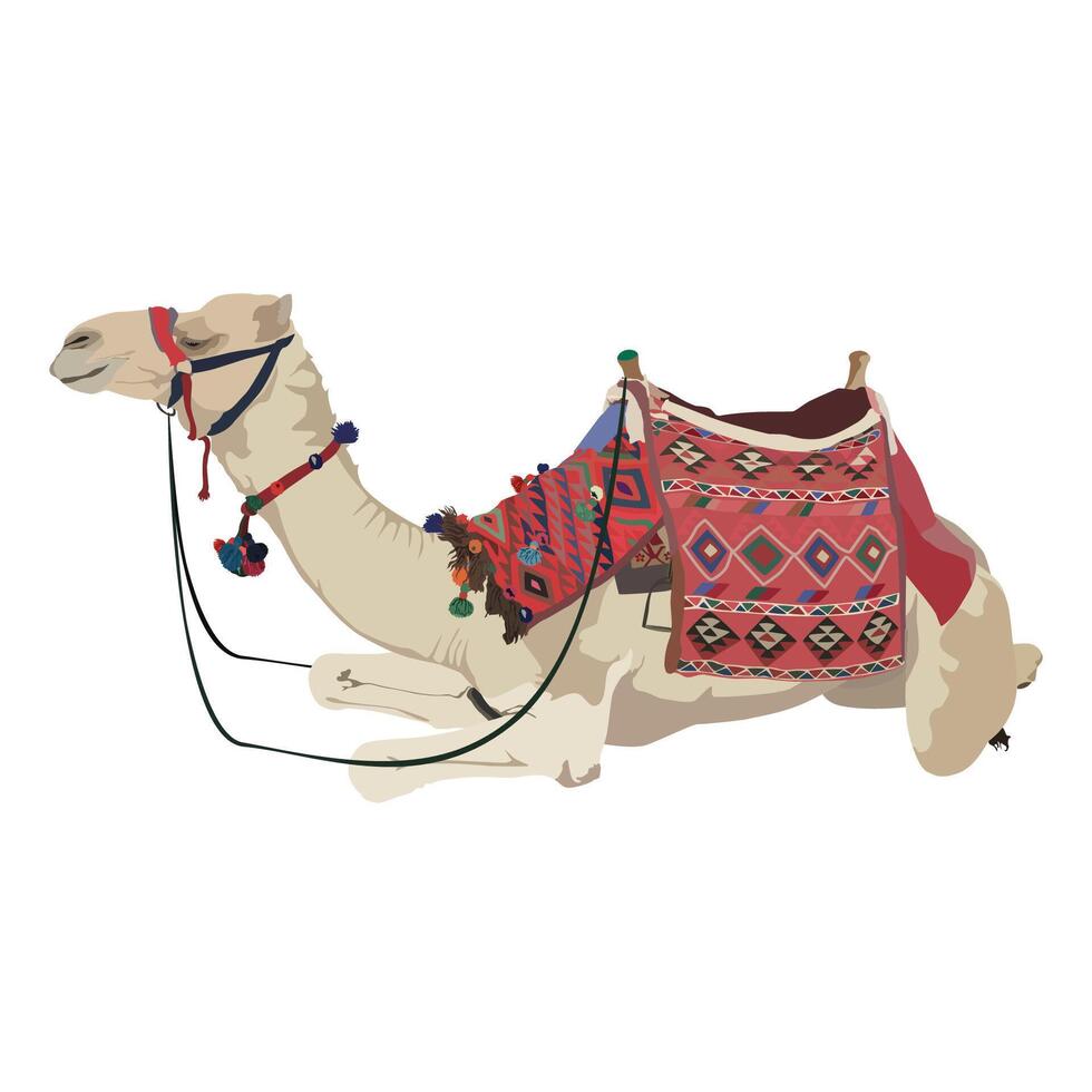 Arabian Dromedary Camel vector