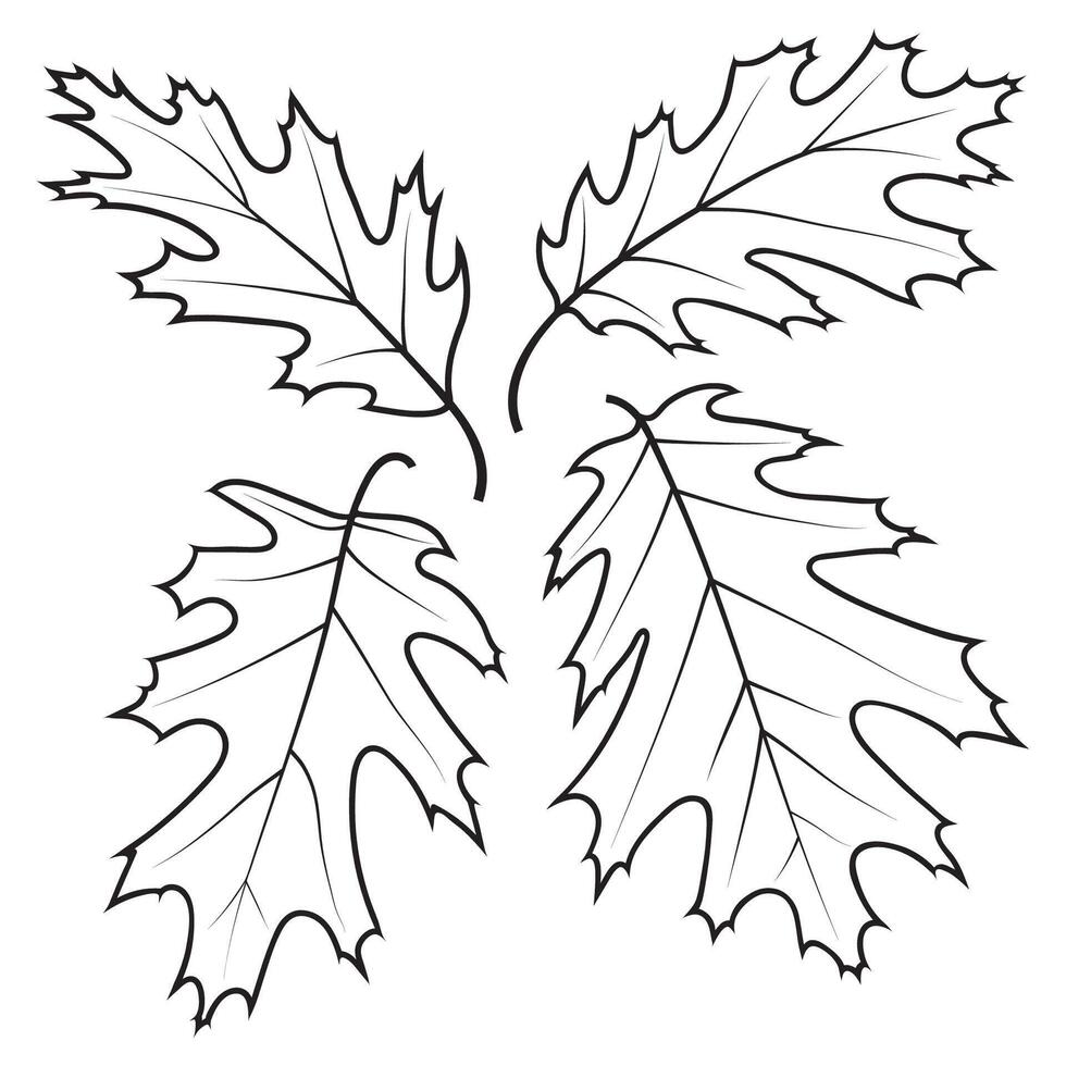 Northern Red Oak Outline Leaves vector