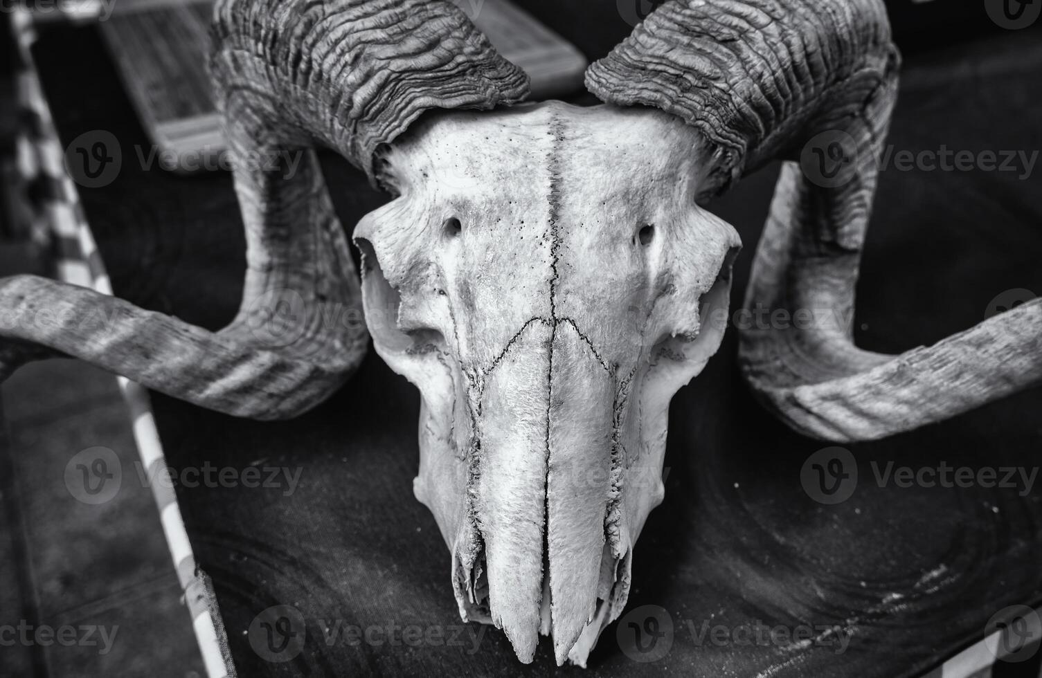 Goat skull with horns photo