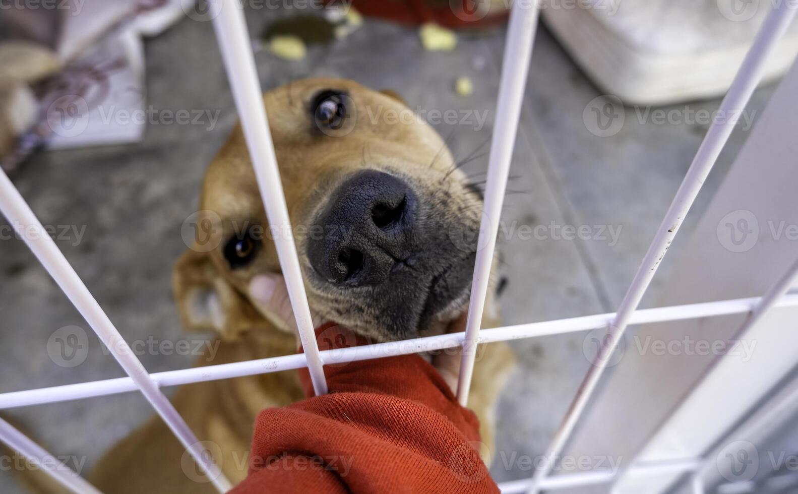 Petting a dog in a kennel photo