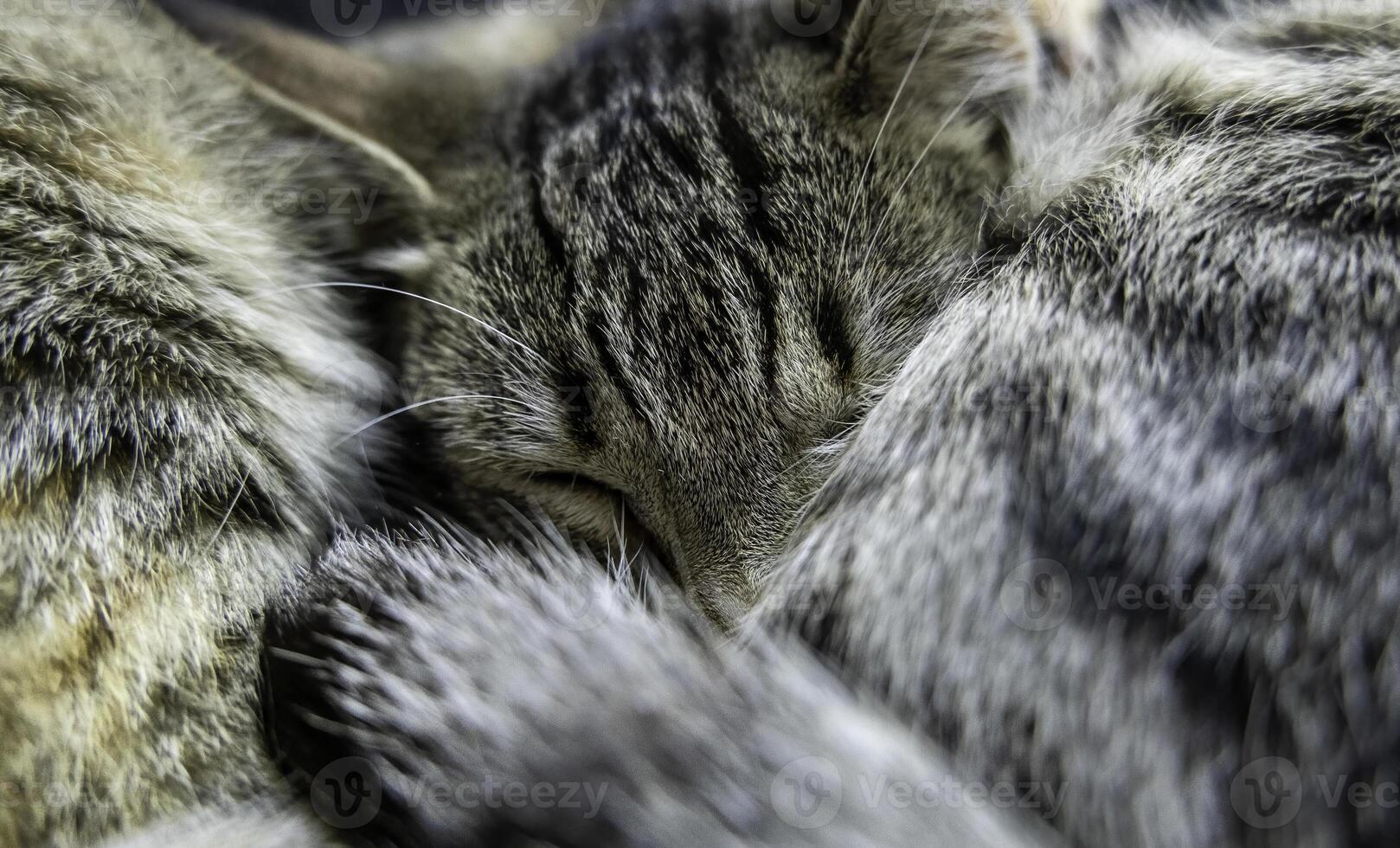 Stray cats in the street photo