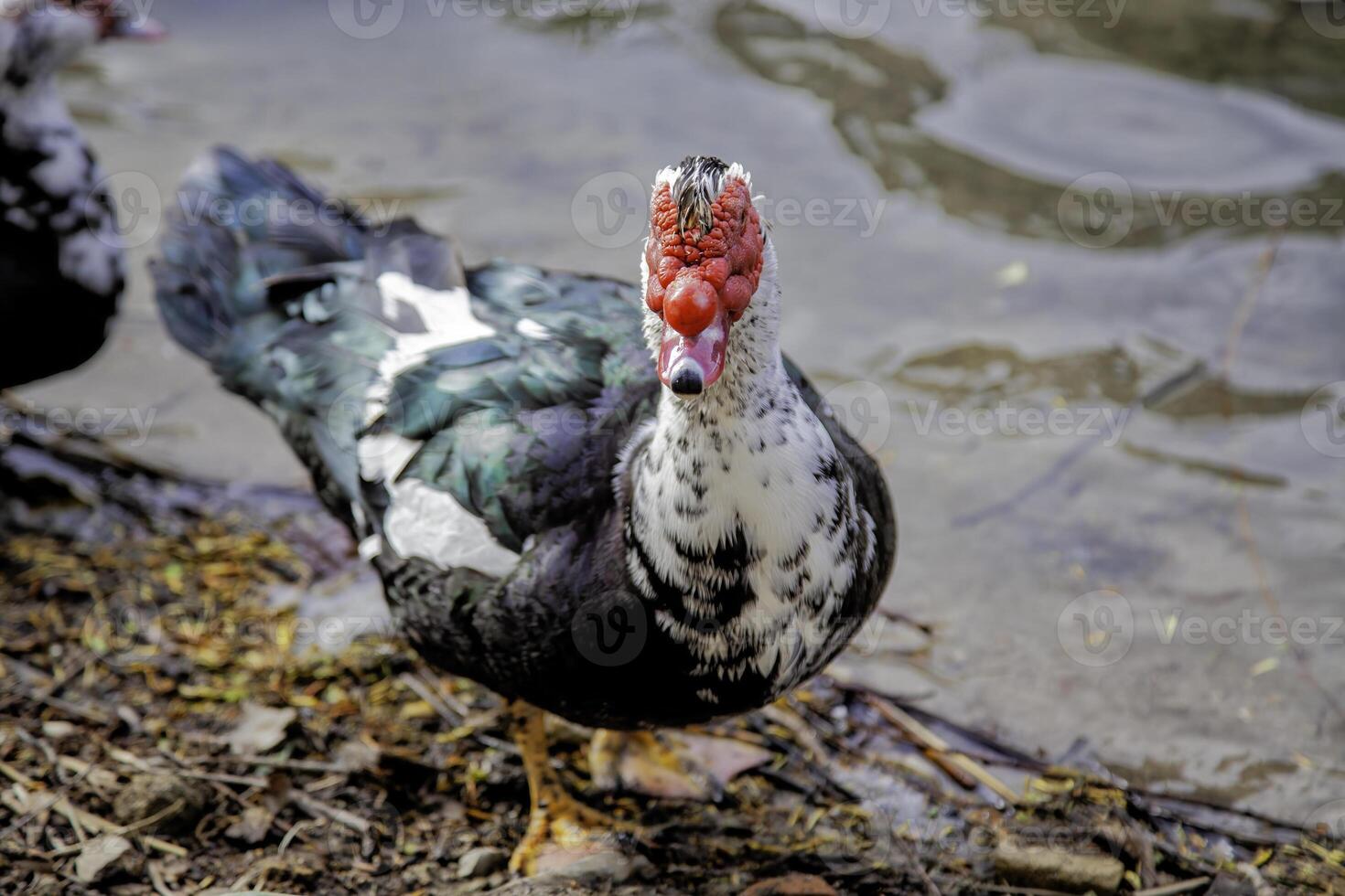Wild creole duck photo