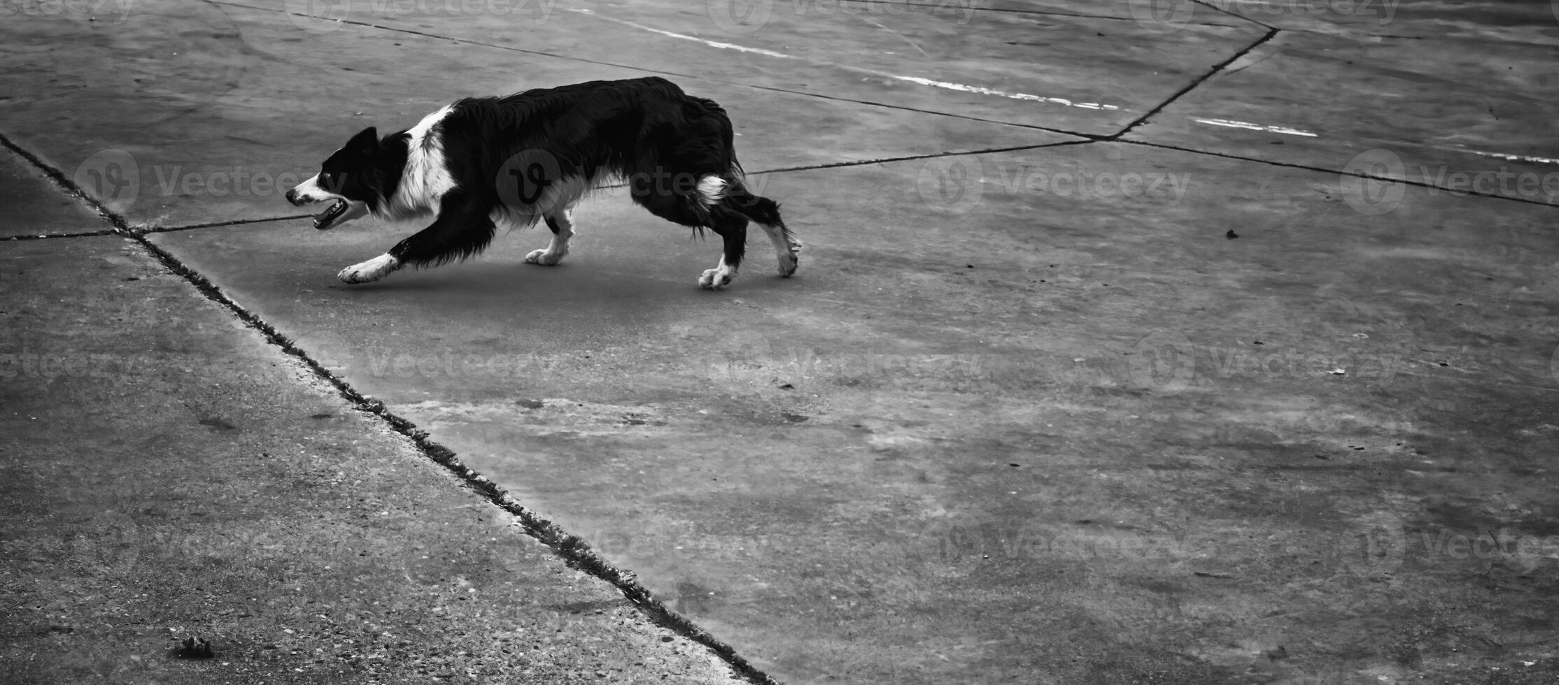 Lone shepherd dog photo