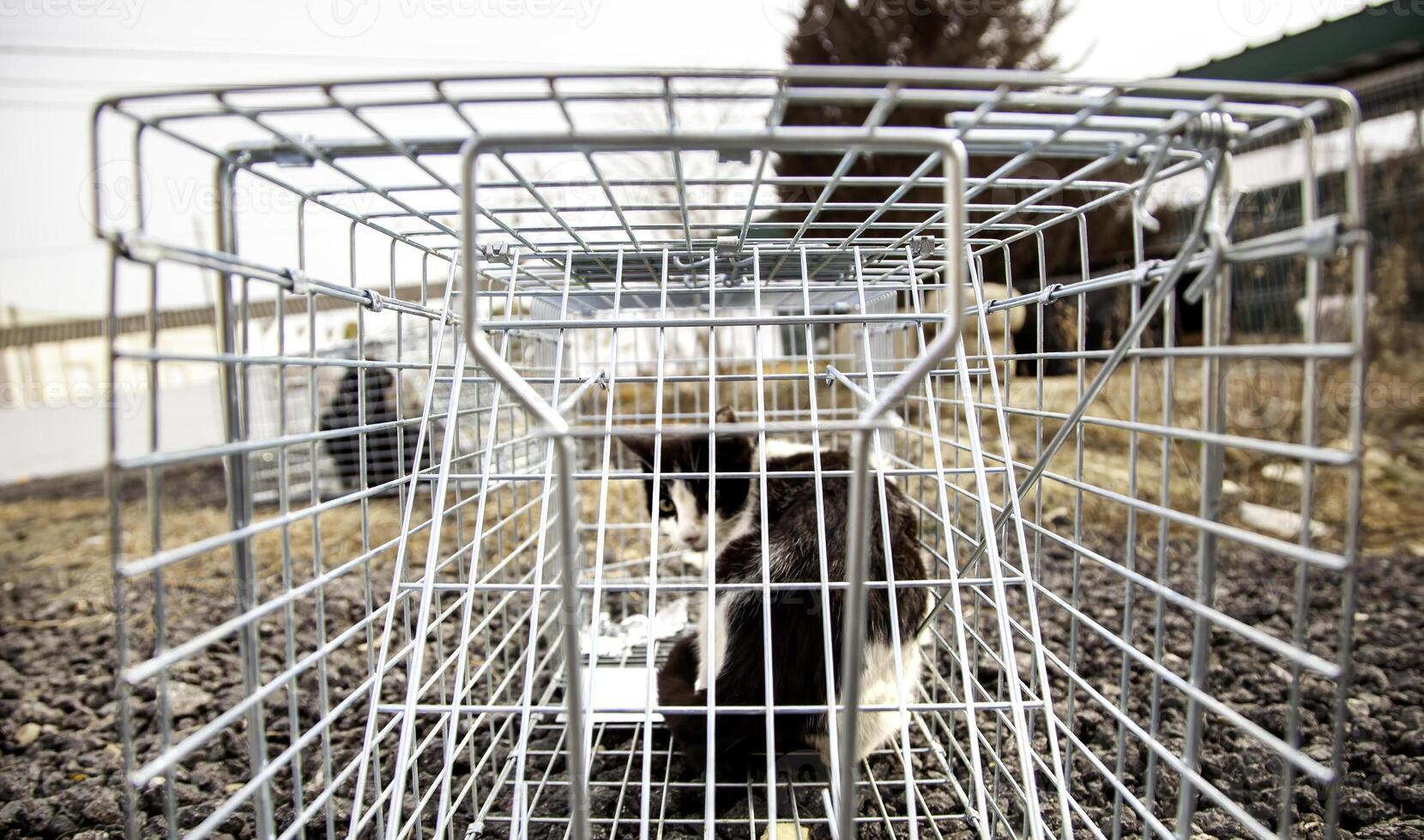 Cat in a cage trap photo