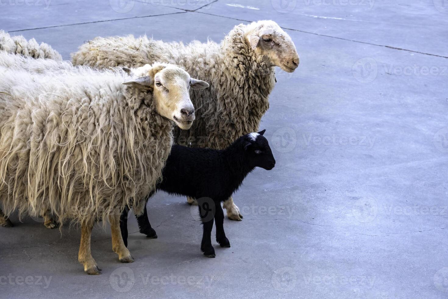 Sheep in a flock photo