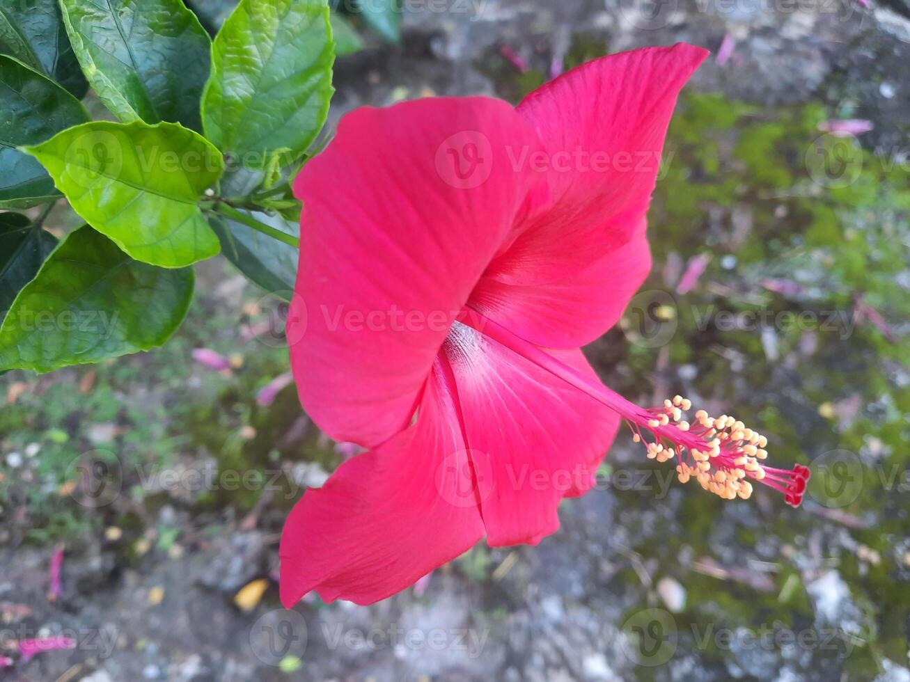 Closeup view of red hibiscus flower with blurred green leaves background photo