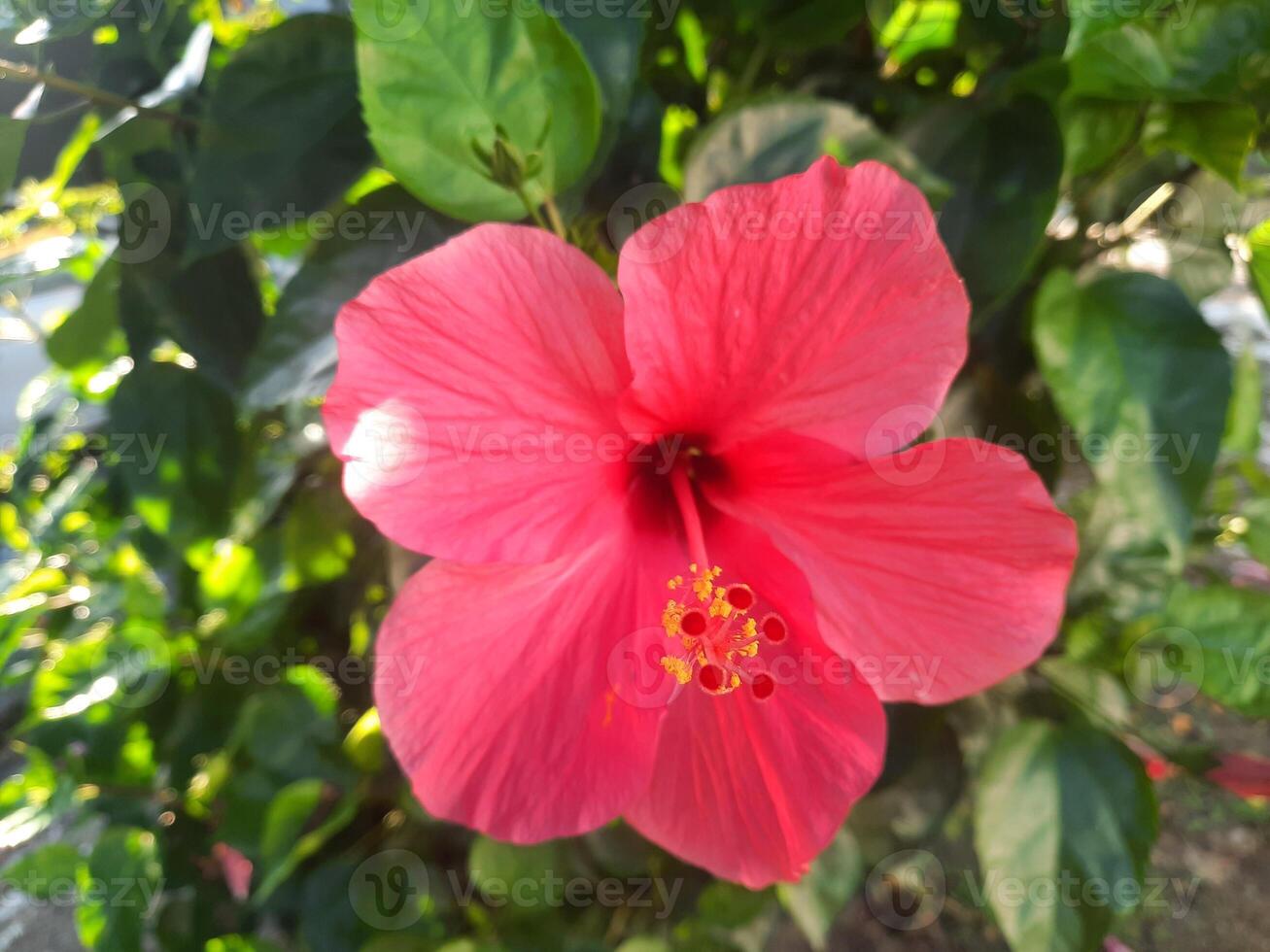 Red hibiscus flower on a blurred green leaves background photo