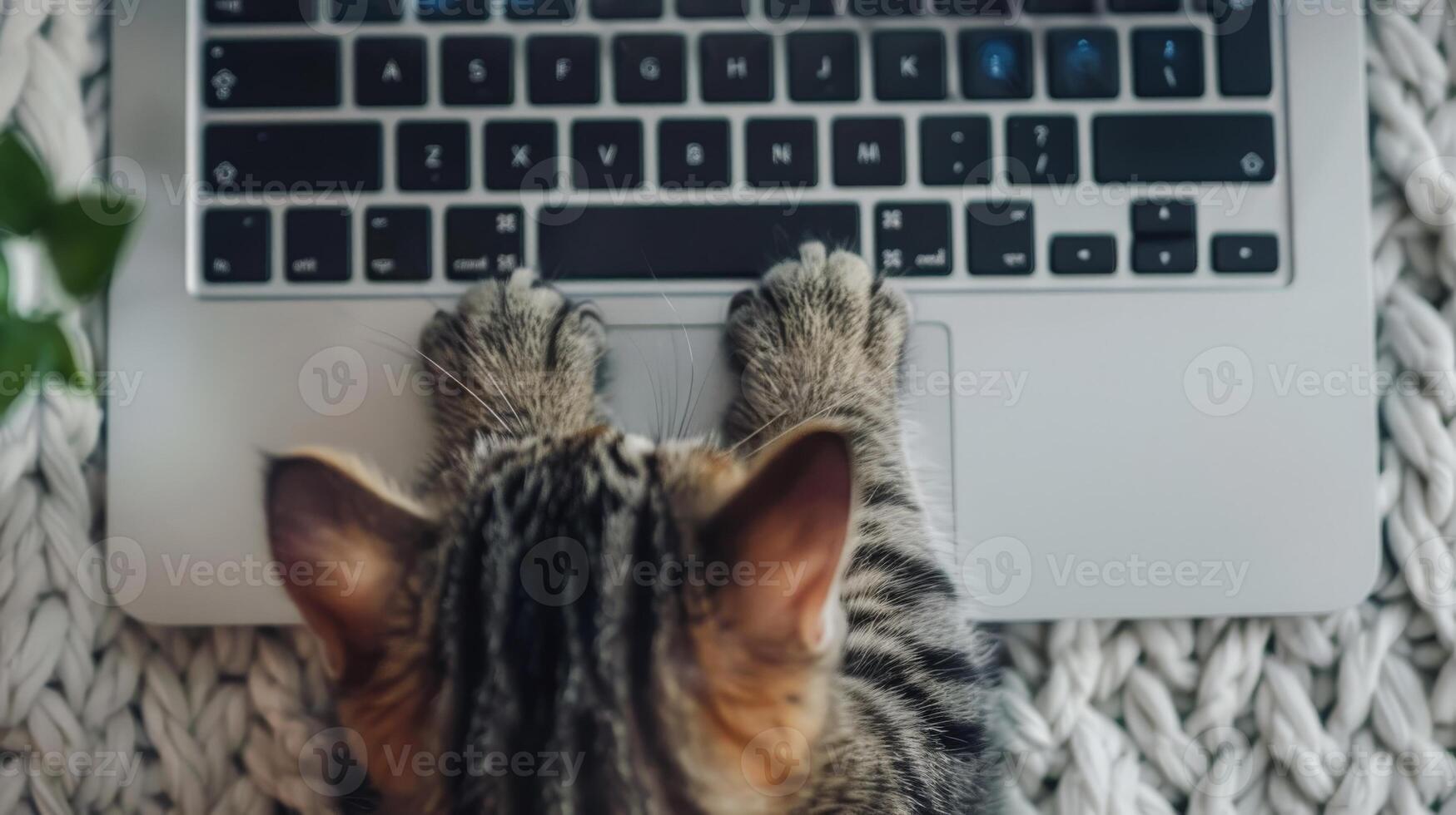 AI generated Cute cat in close up sitting with laptop. Online work and schooling. Generative AI photo