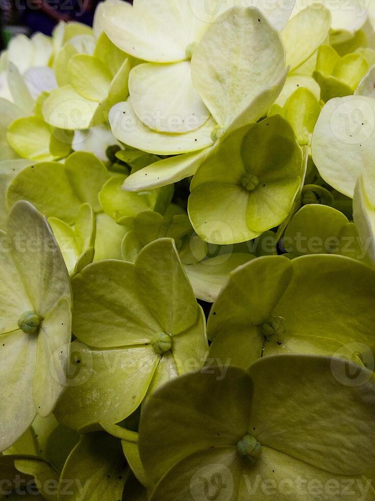 Full frame of green Hydrangea flowers in backyard with evening light photo