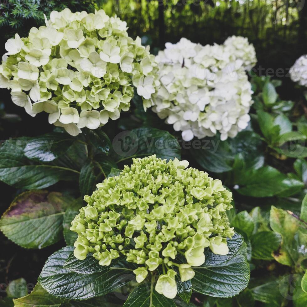 Close up of blooming hydrangea flower photo