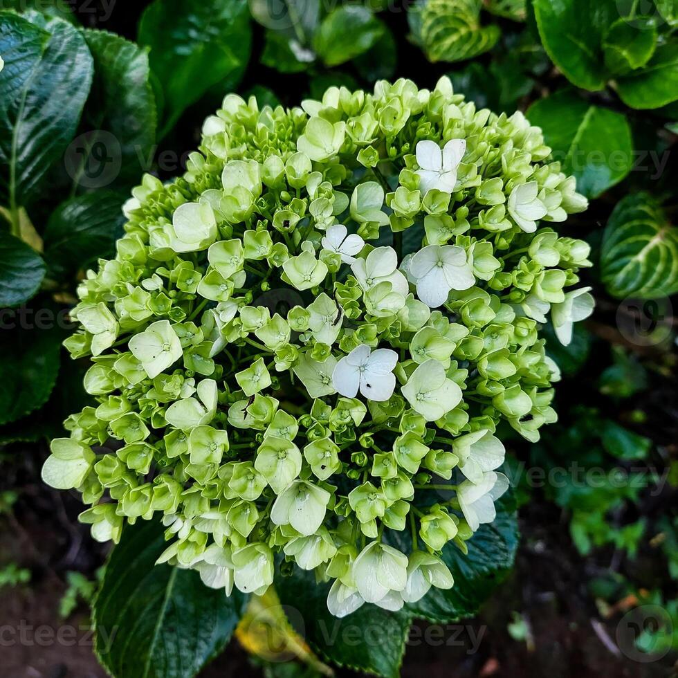 Hydrangea paniculata sort Limelight hydrangea paniculata blooms on the Bush in the garden with green leaves photo