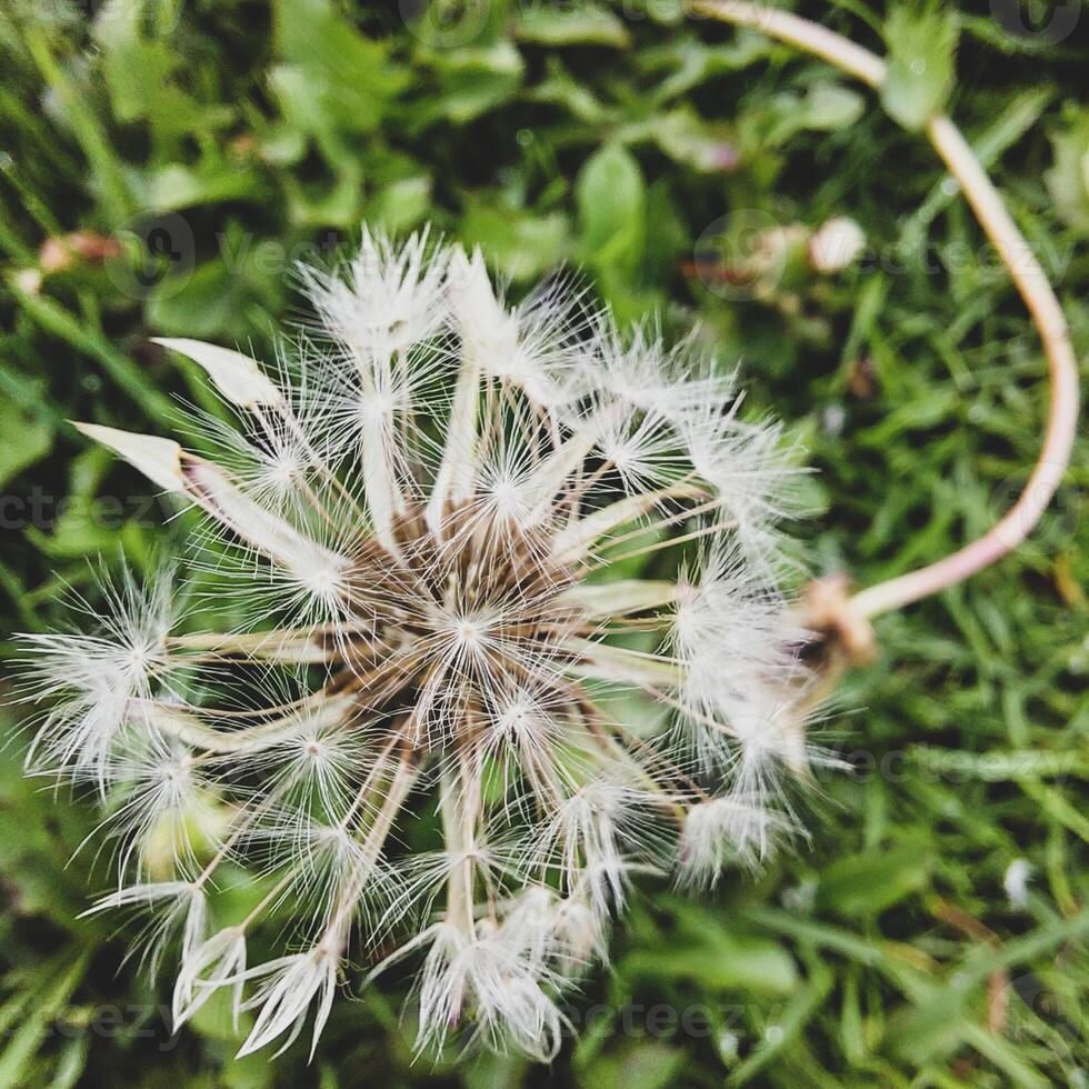 Beautiful dandelion flowers with flying feathers photo