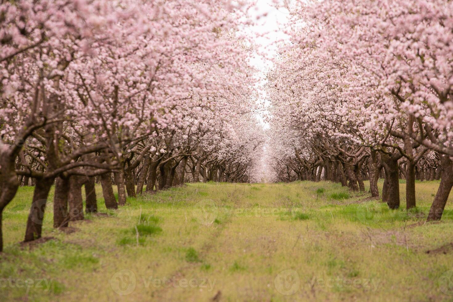 blossoming almond orchard. Beautiful trees with pink flowers blooming in spring in Europe. Almond blossom. photo