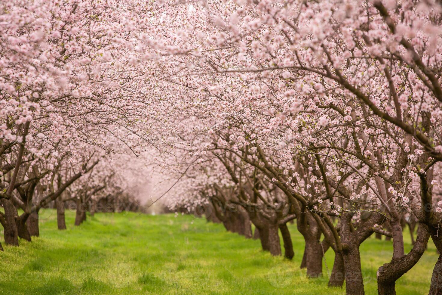 blossoming almond orchard. Beautiful trees with pink flowers blooming in spring in Europe. Almond blossom. photo