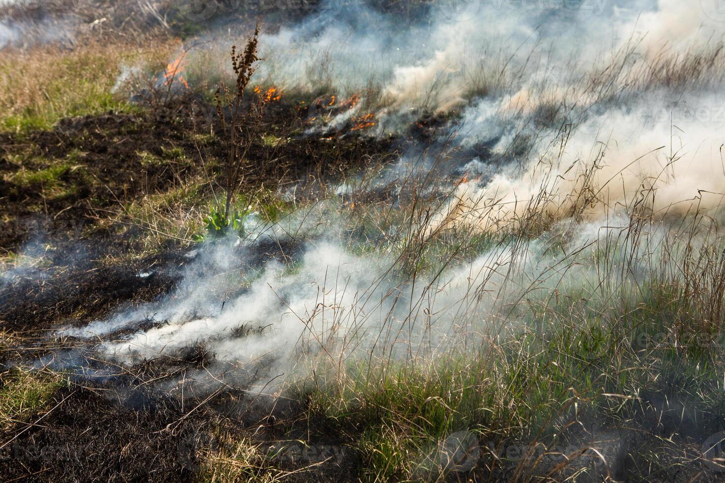 ardiente seco césped en el campo después el fuego. natural desastre. bosque fuego. foto