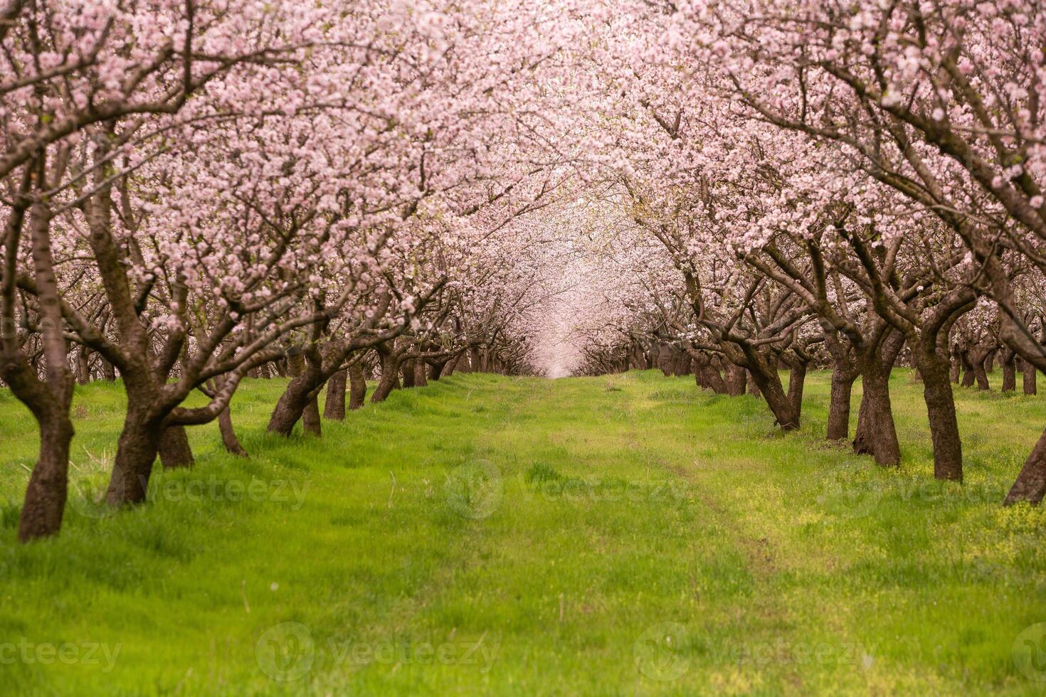 blossoming almond orchard. Beautiful trees with pink flowers blooming in spring in Europe. Almond blossom. photo