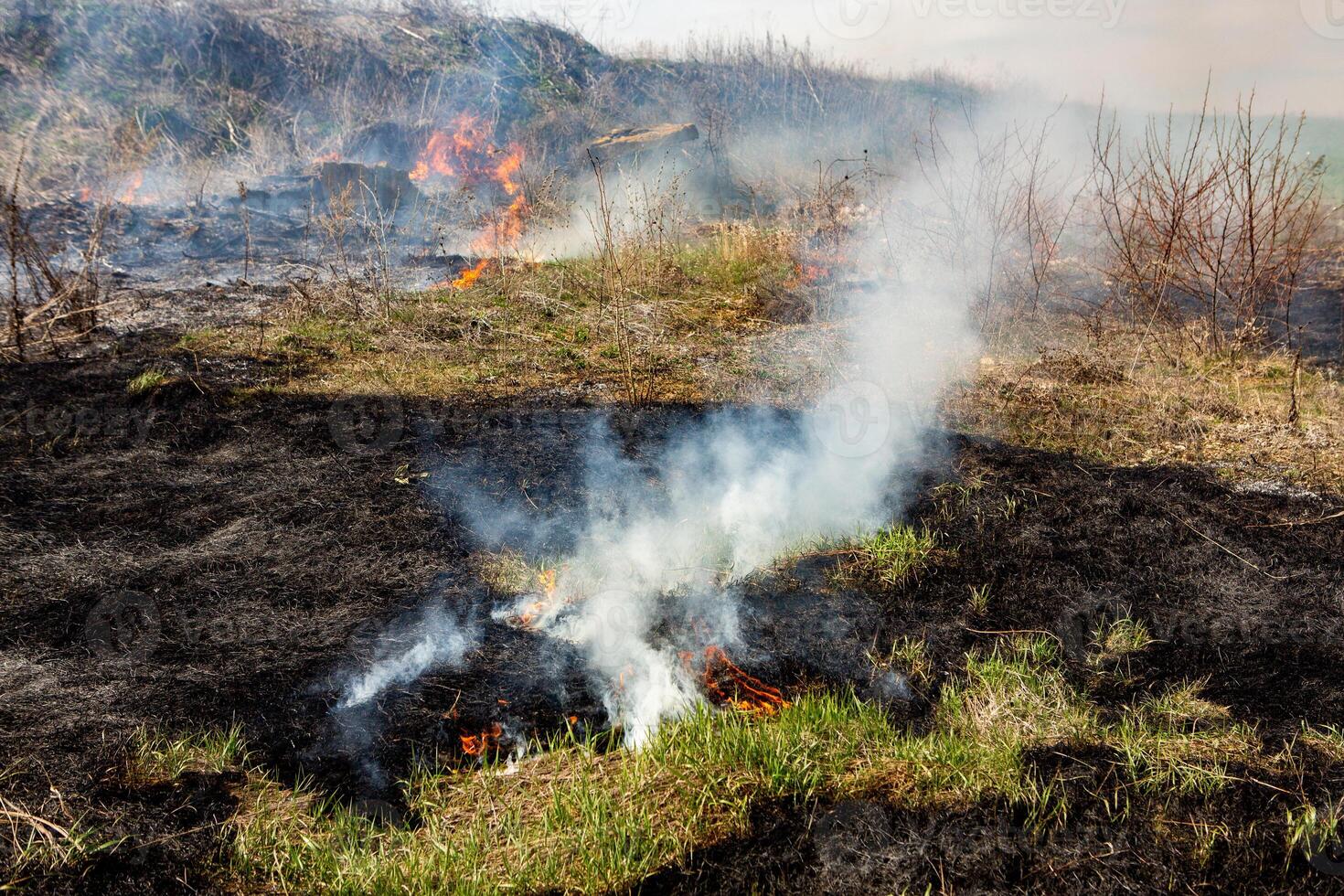 ardiente seco césped en el campo después el fuego. natural desastre. bosque fuego. foto