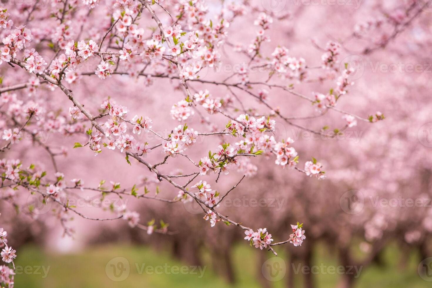 blossoming almond orchard. Beautiful trees with pink flowers blooming in spring in Europe. Almond blossom. photo