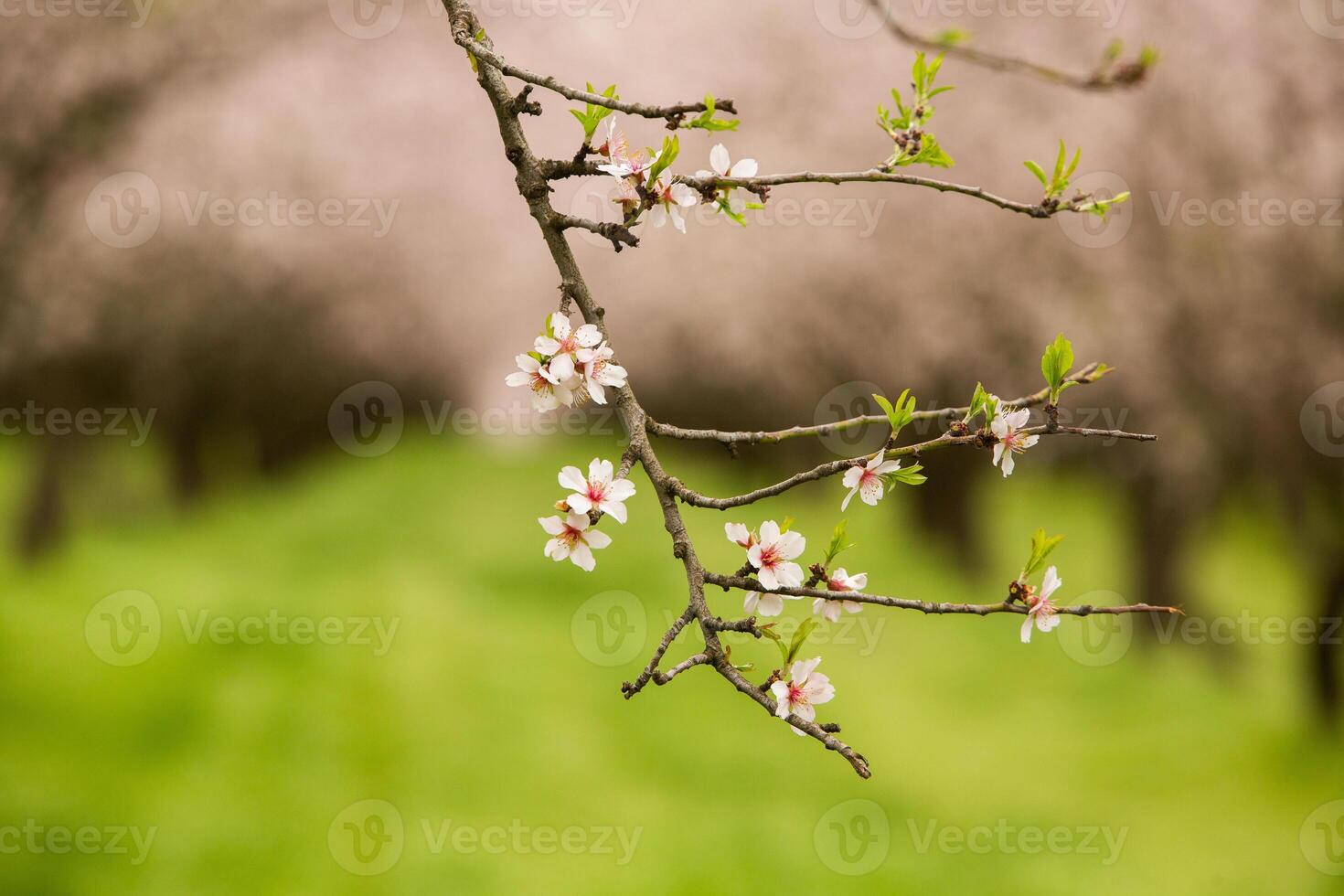blossoming almond orchard. Beautiful trees with pink flowers blooming in spring in Europe. Almond blossom. photo