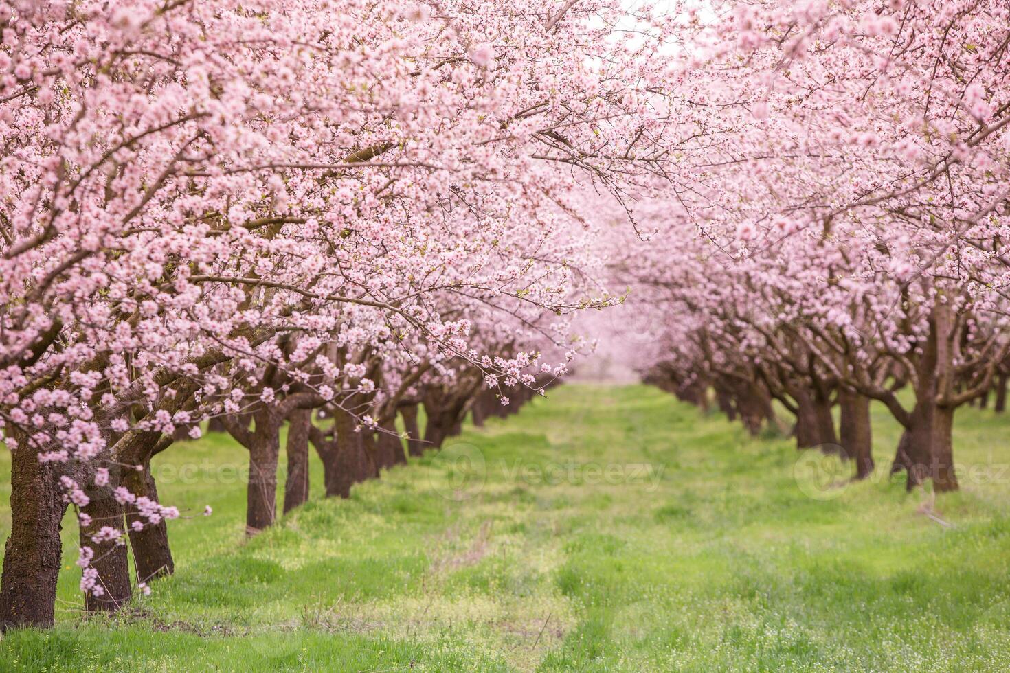 blossoming almond orchard. Beautiful trees with pink flowers blooming in spring in Europe. Almond blossom. photo