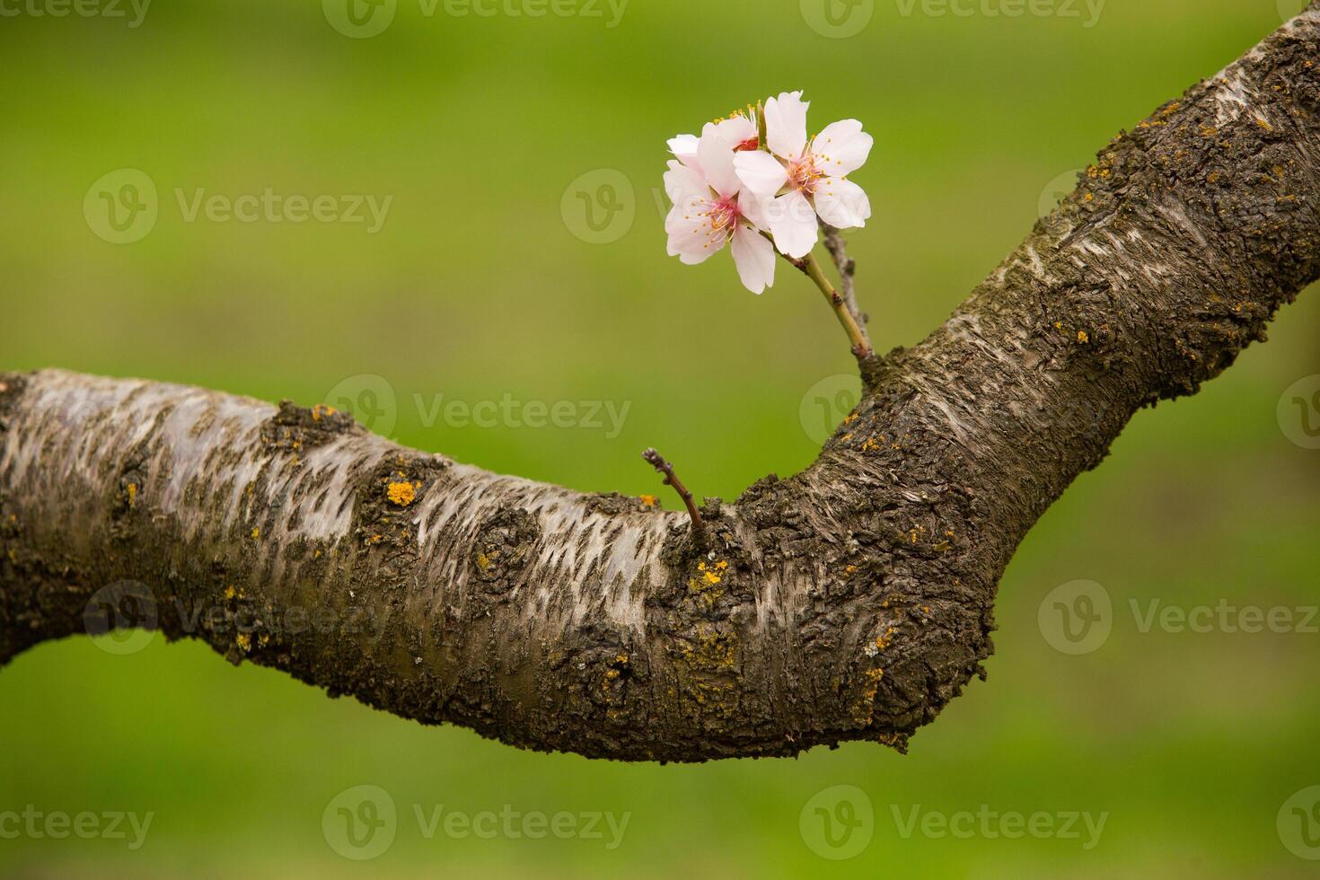 blossoming almond orchard. Beautiful trees with pink flowers blooming in spring in Europe. Almond blossom. photo