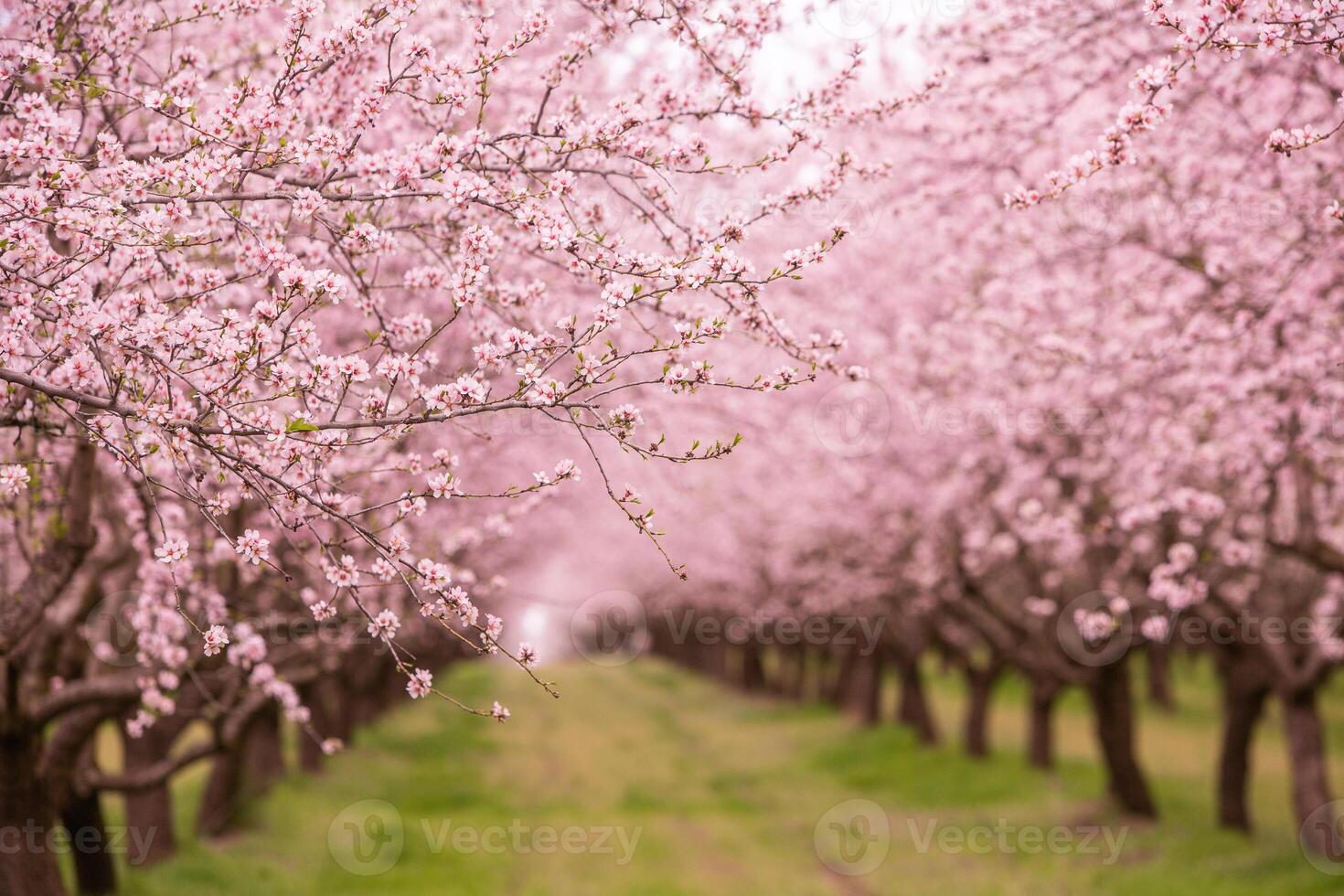 blossoming almond orchard. Beautiful trees with pink flowers blooming in spring in Europe. Almond blossom. photo