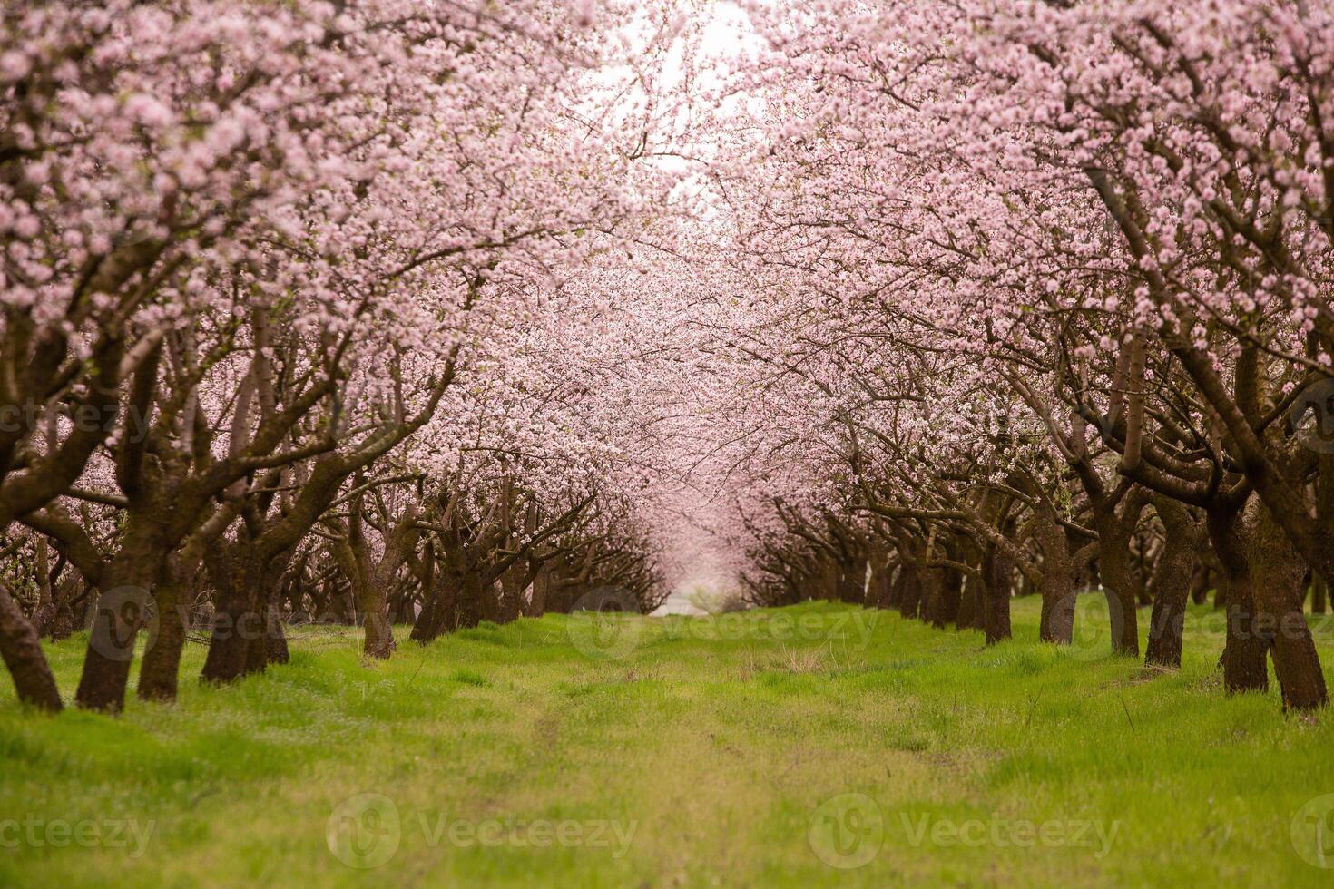 blossoming almond orchard. Beautiful trees with pink flowers blooming in spring in Europe. Almond blossom. photo