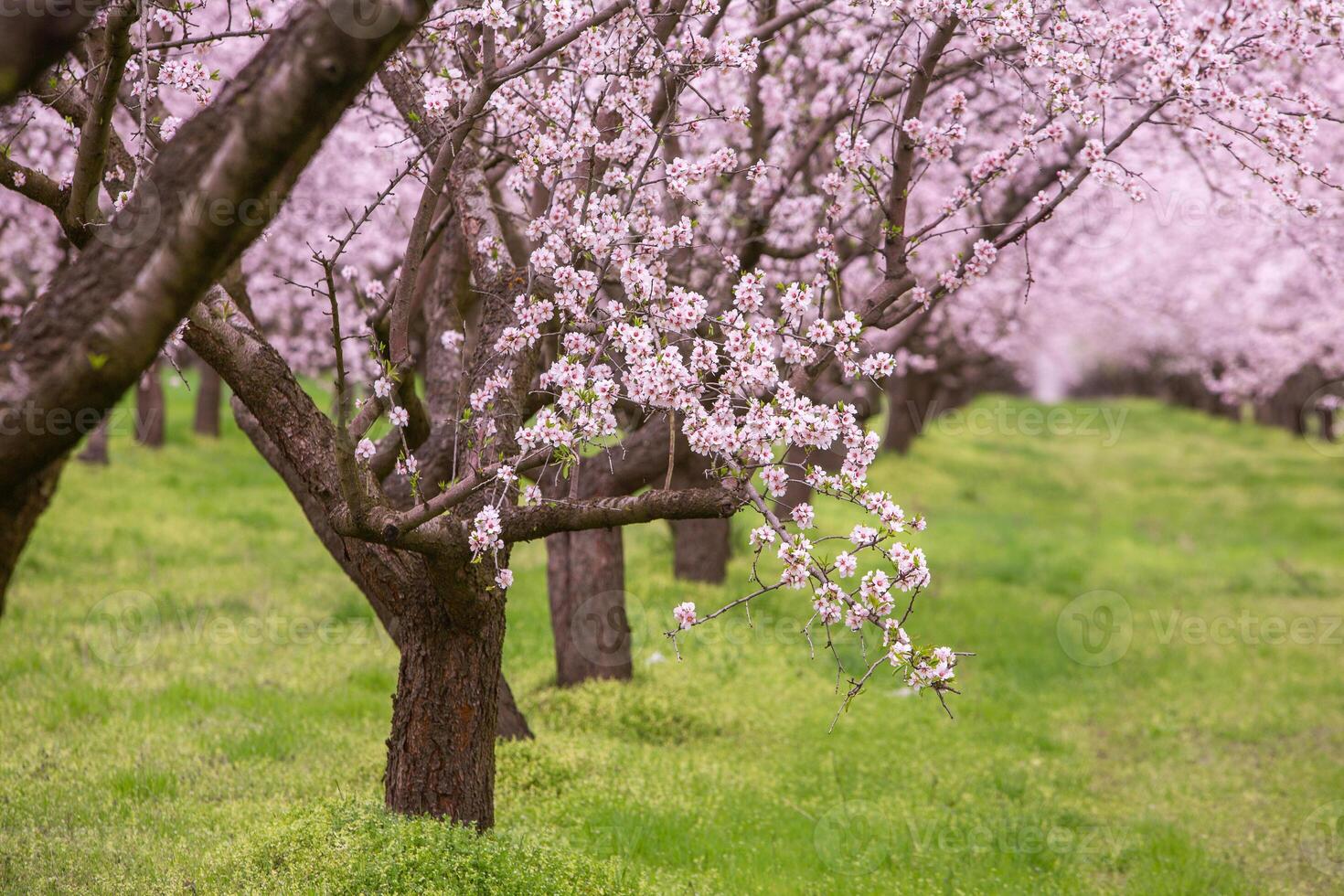 blossoming almond orchard. Beautiful trees with pink flowers blooming in spring in Europe. Almond blossom. photo