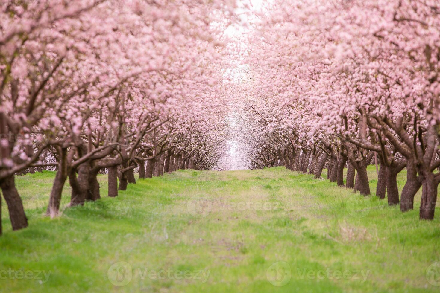 blossoming almond orchard. Beautiful trees with pink flowers blooming in spring in Europe. Almond blossom. photo