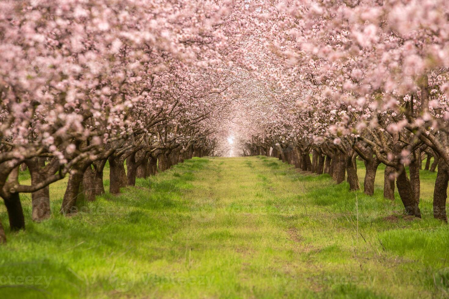 blossoming almond orchard. Beautiful trees with pink flowers blooming in spring in Europe. Almond blossom. photo