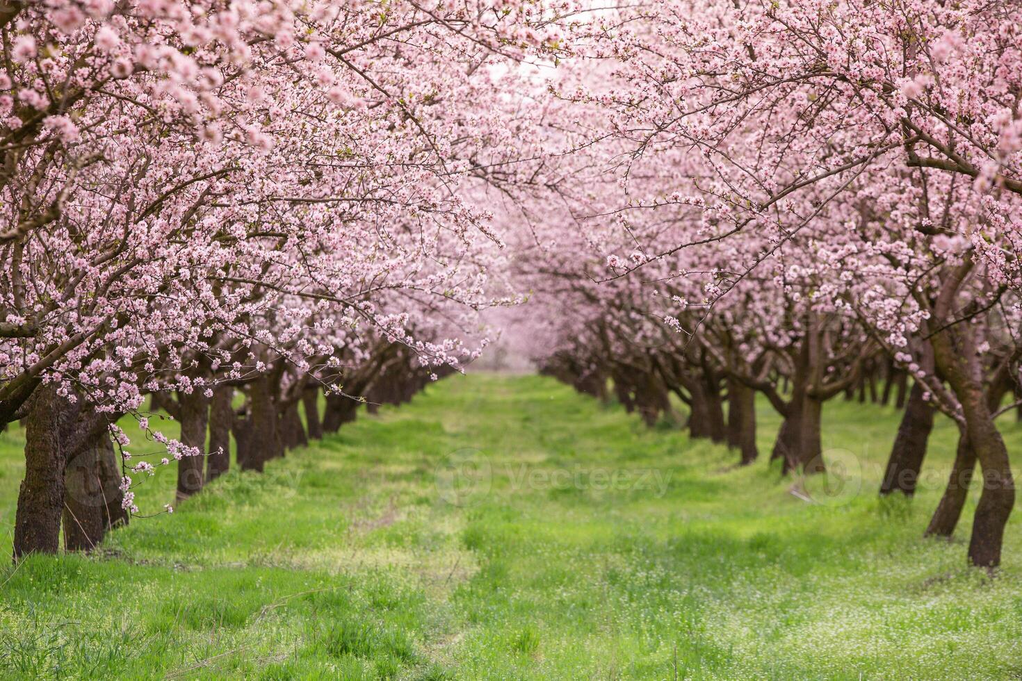 blossoming almond orchard. Beautiful trees with pink flowers blooming in spring in Europe. Almond blossom. photo