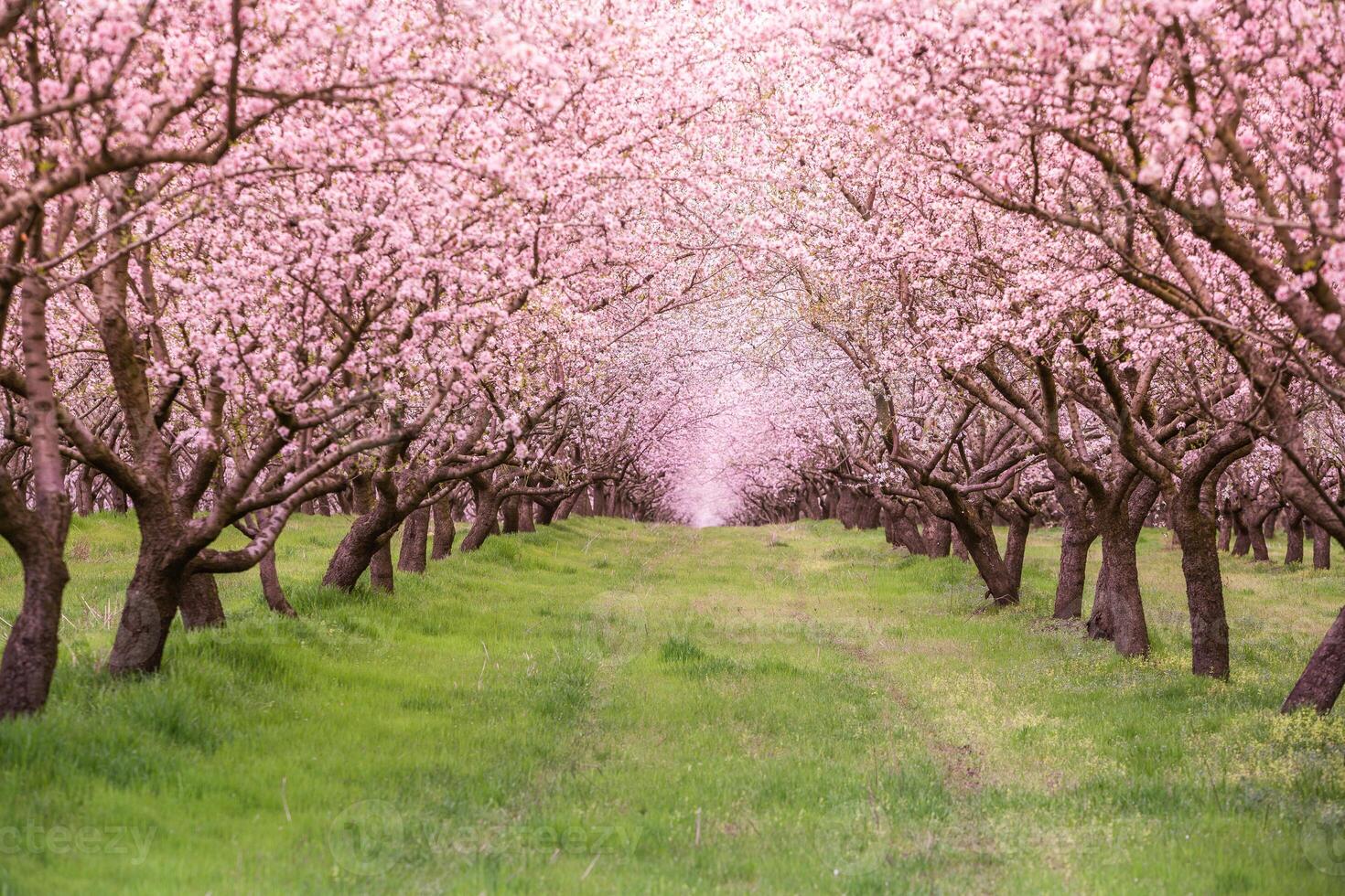 blossoming almond orchard. Beautiful trees with pink flowers blooming in spring in Europe. Almond blossom. photo
