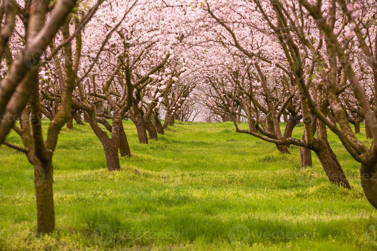 blossoming almond orchard. Beautiful trees with pink flowers blooming in spring in Europe. Almond blossom. photo