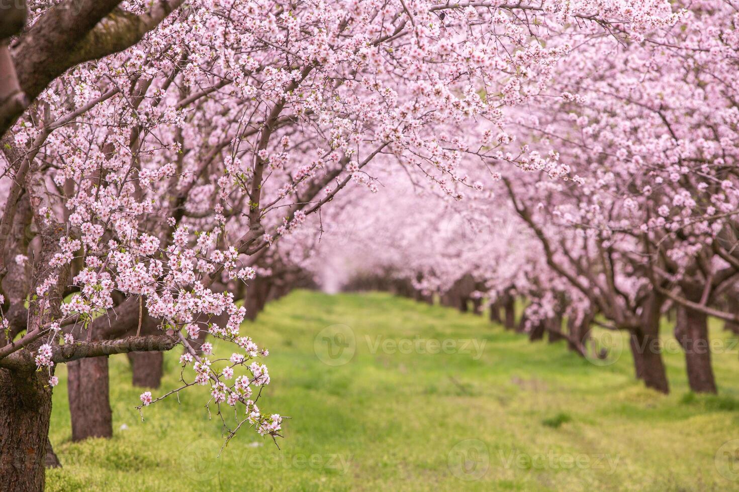 blossoming almond orchard. Beautiful trees with pink flowers blooming in spring in Europe. Almond blossom. photo