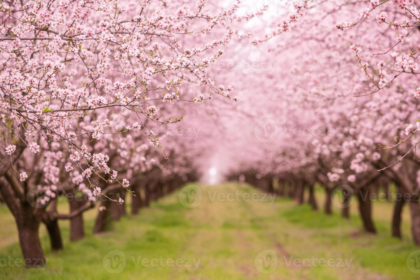 blossoming almond orchard. Beautiful trees with pink flowers blooming in spring in Europe. Almond blossom. photo