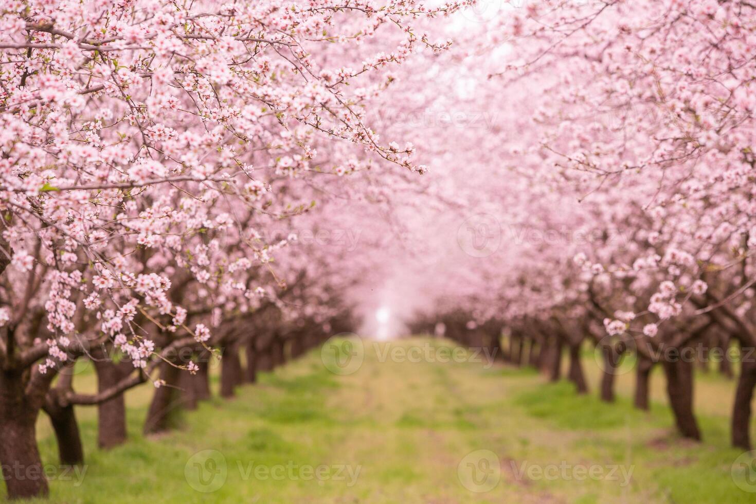 blossoming almond orchard. Beautiful trees with pink flowers blooming in spring in Europe. Almond blossom. photo