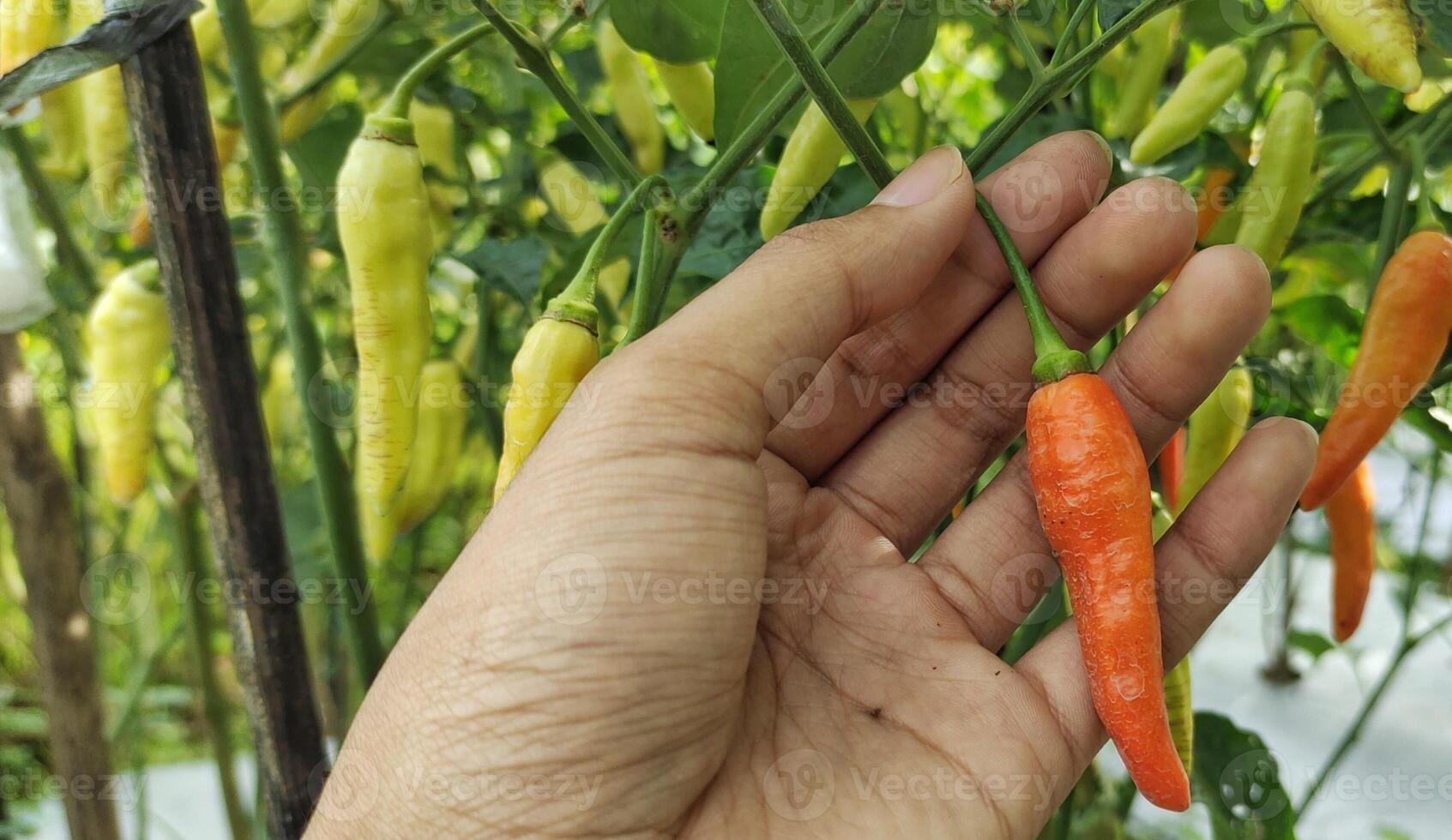 un hombre escoge rojo chiles en un arroz campo. chile con el científico nombre Pimiento annuum es uno de el principal ingredientes en todos los días cocinando. Pimiento año crece bien en tropical climas foto