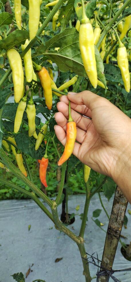Photo of a man picking chilies in a rice field, chilies with the scientific name Capsicum Annuum are one of the main ingredients in everyday cooking.