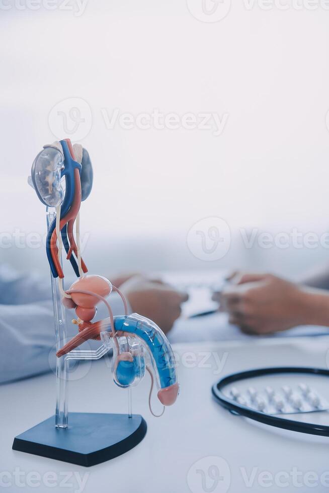 Doctor uses anatomical model to explain male urinary system. Model labeled with parts, doctor points and explains how they work together for urinary function, ensuring patient comprehension. photo