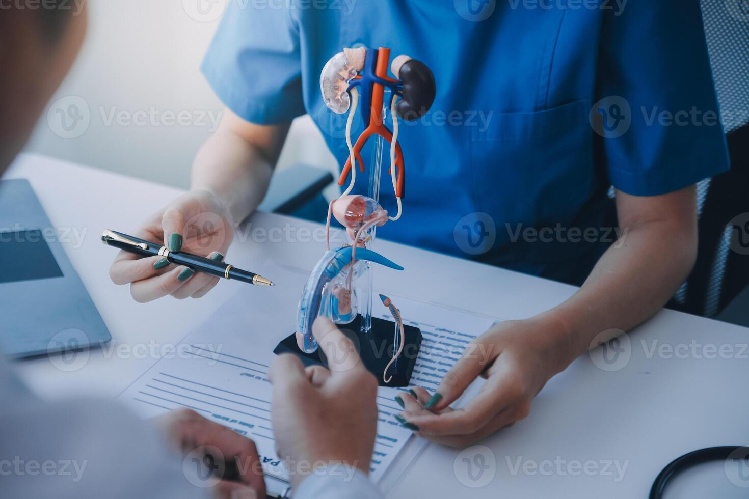 Doctor uses anatomical model to explain male urinary system. Model labeled with parts, doctor points and explains how they work together for urinary function, ensuring patient comprehension. photo